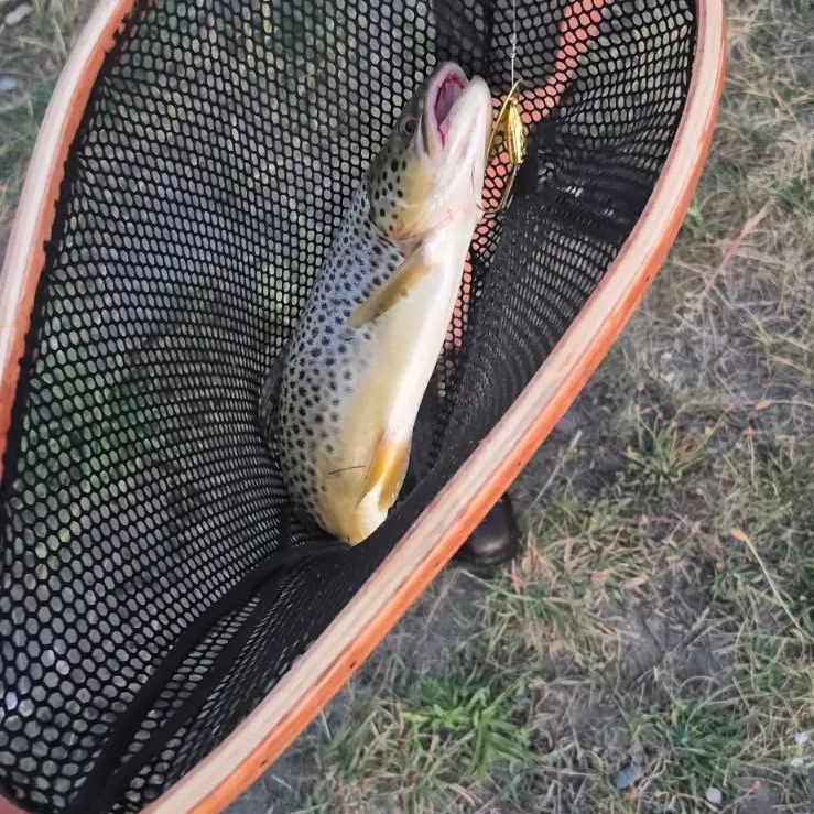 Fish caught on Fishbrain