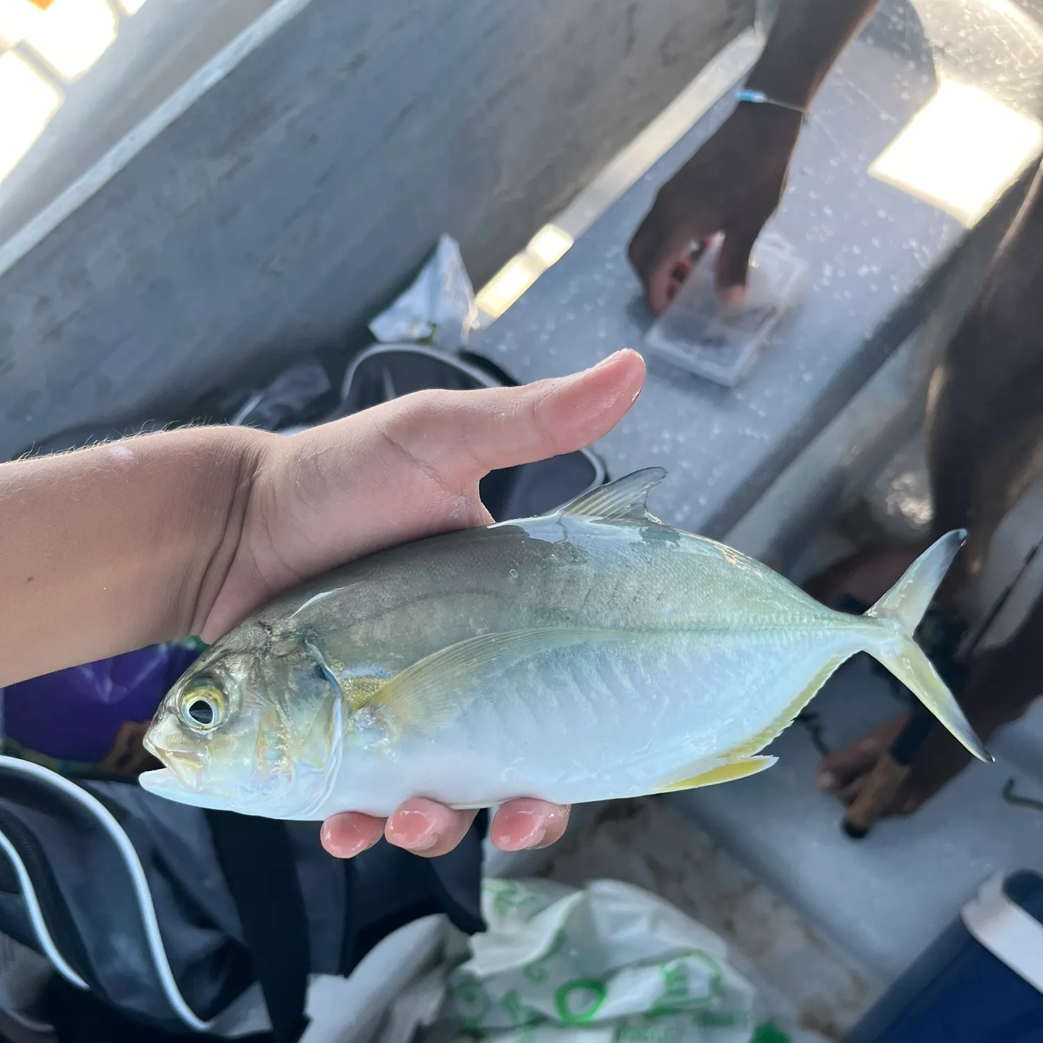 The most recent Blue runner catches on Fishbrain