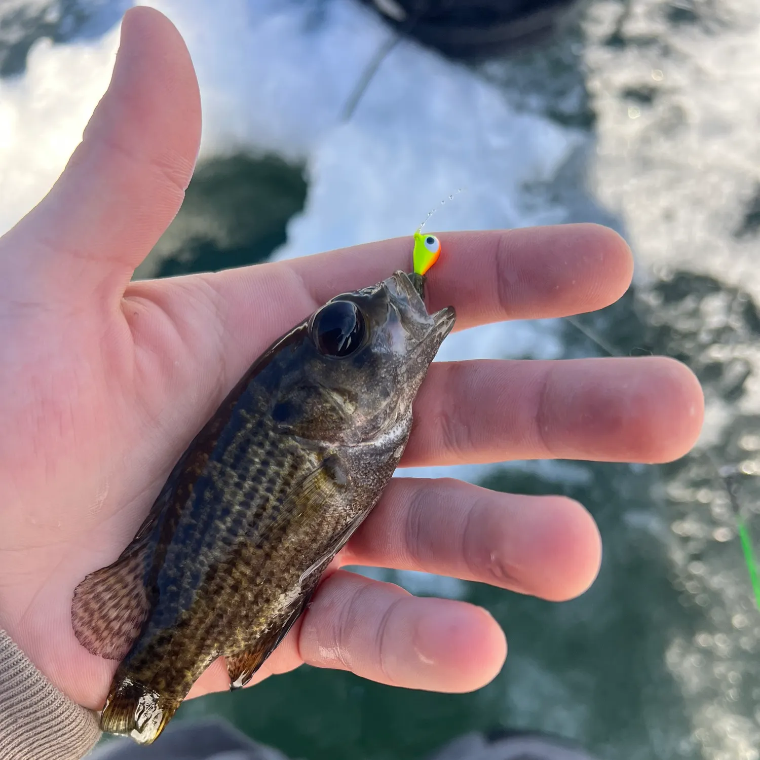 The most recent Rock bass catches on Fishbrain