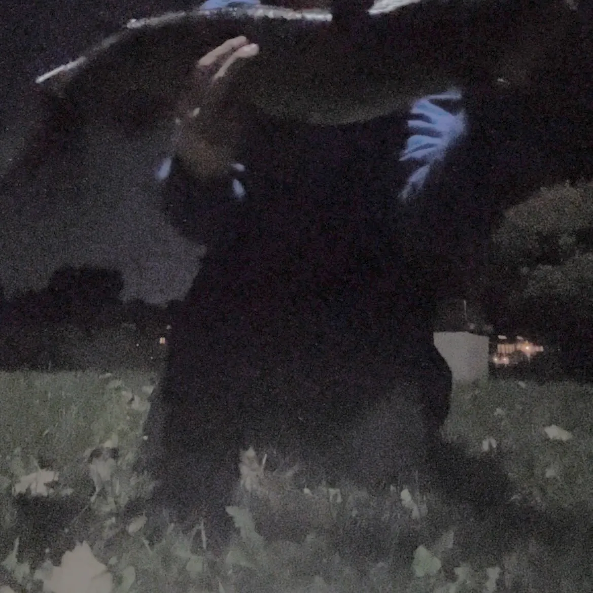 Channel catfish caught on Fishbrain