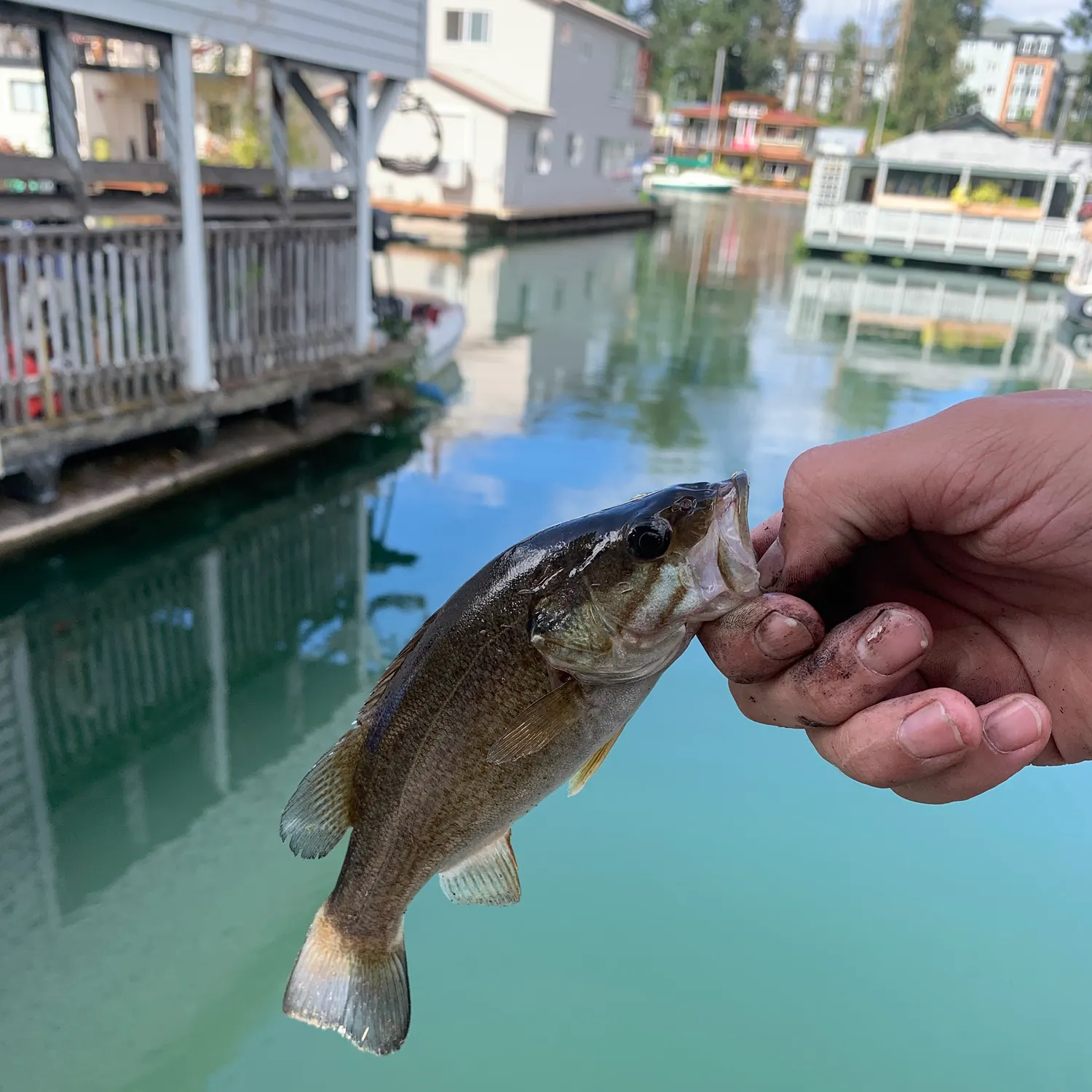 Smallmouth bass caught on Fishbrain