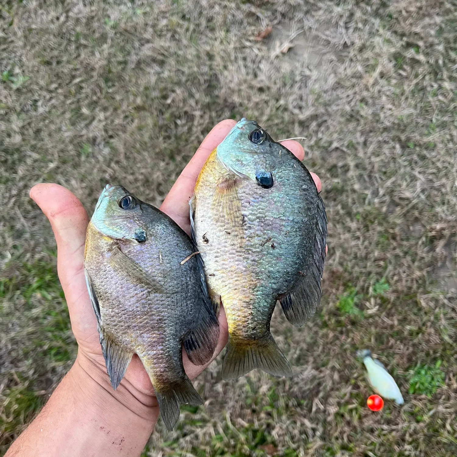 The most recent Bluegill catches on Fishbrain