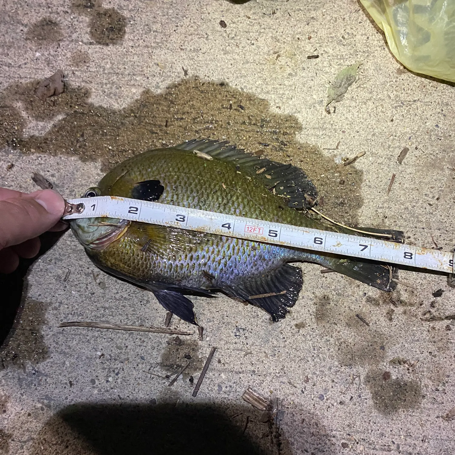 recently logged catches