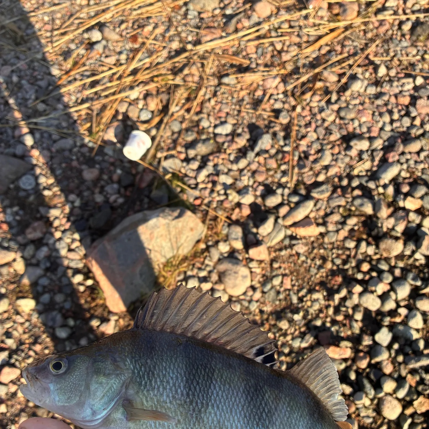 European perch caught on Fishbrain