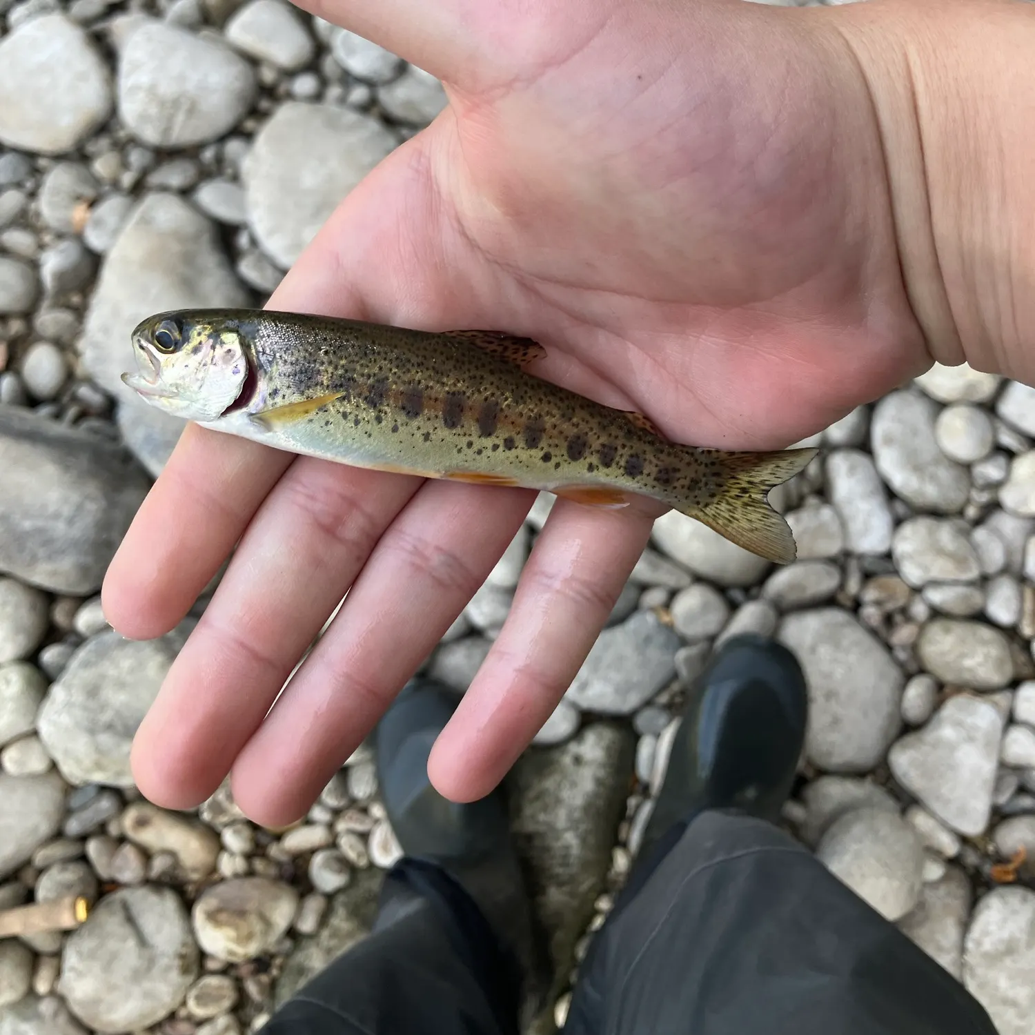 Brook trout caught on Fishbrain