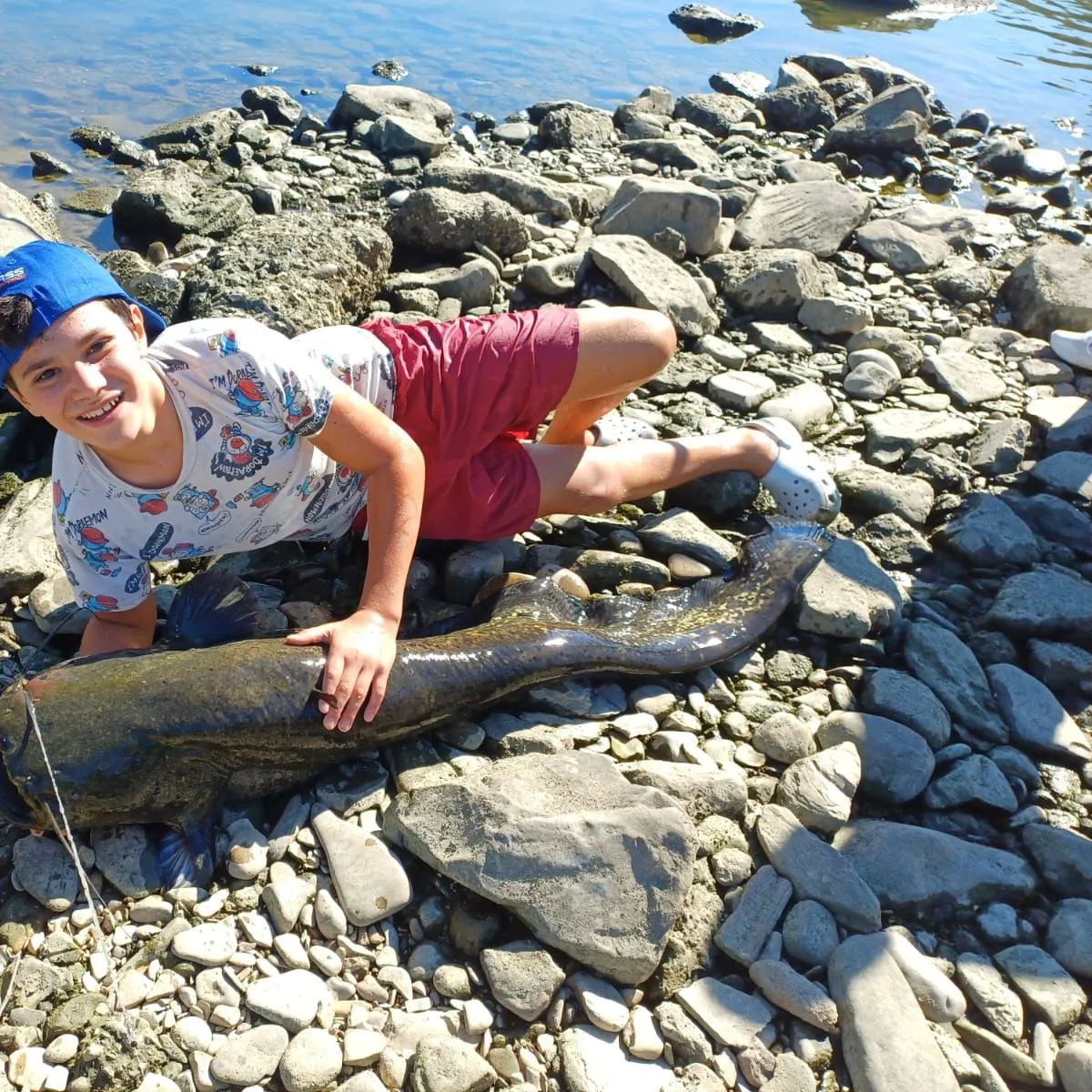 Wels catfish caught on Fishbrain
