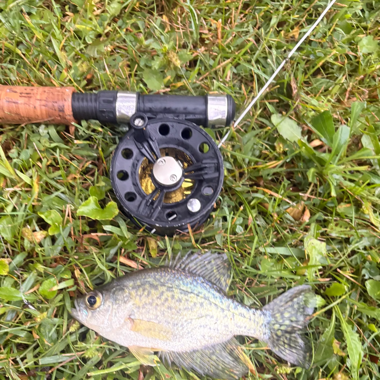Black crappie caught on Fishbrain