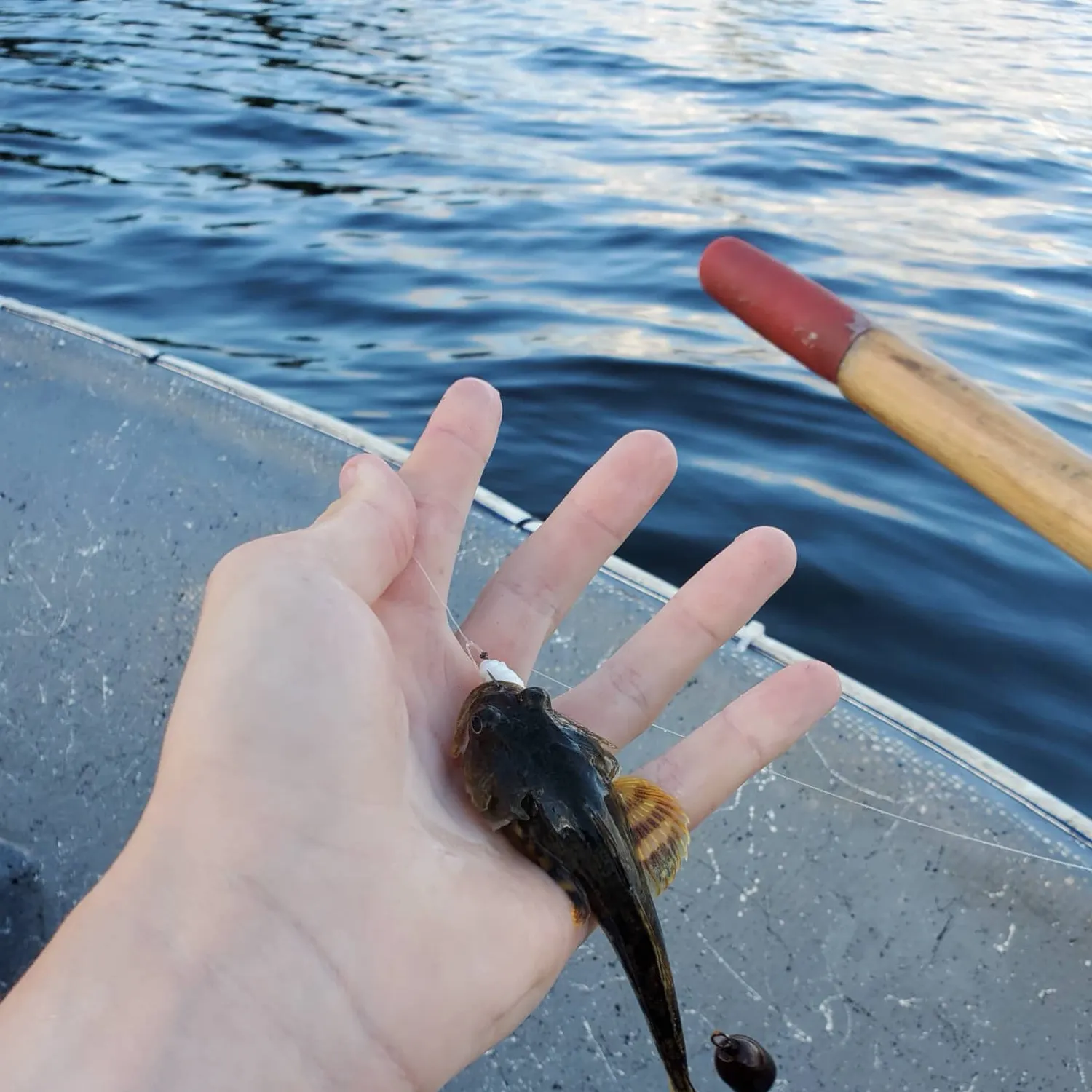 Pacific staghorn sculpin caught on Fishbrain