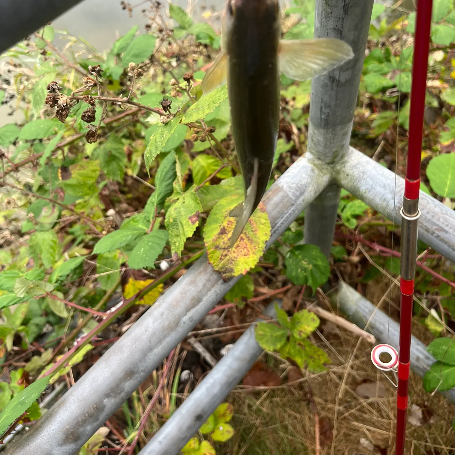 Northern pikeminnow caught on Fishbrain