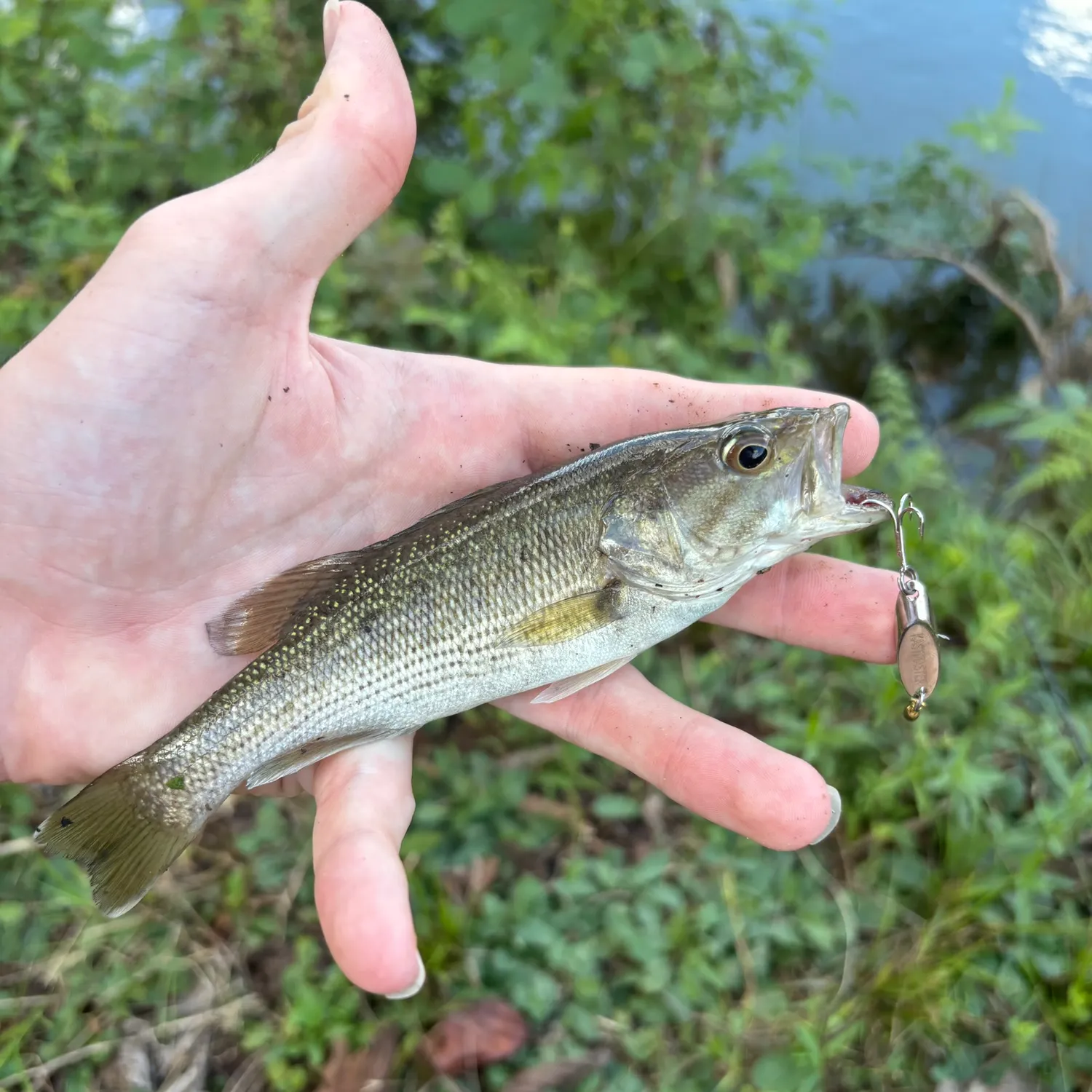 The most recent Tallapoosa bass catches on Fishbrain