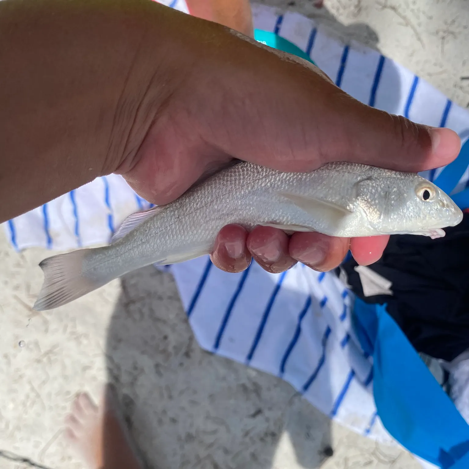 The most recent Whitespotted smooth-hound catches on Fishbrain