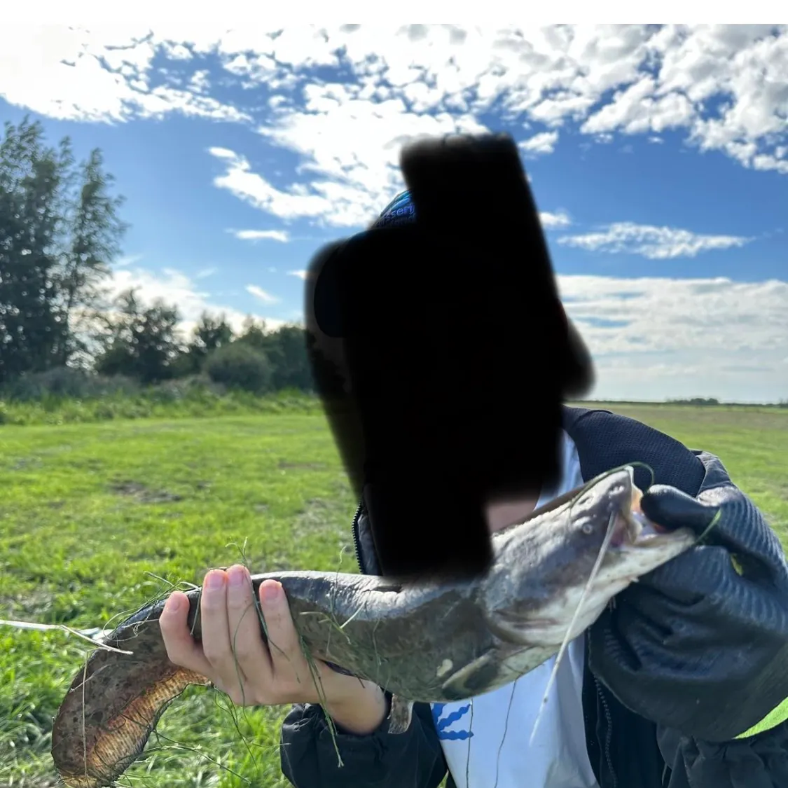The most recent Wels catfish catches on Fishbrain