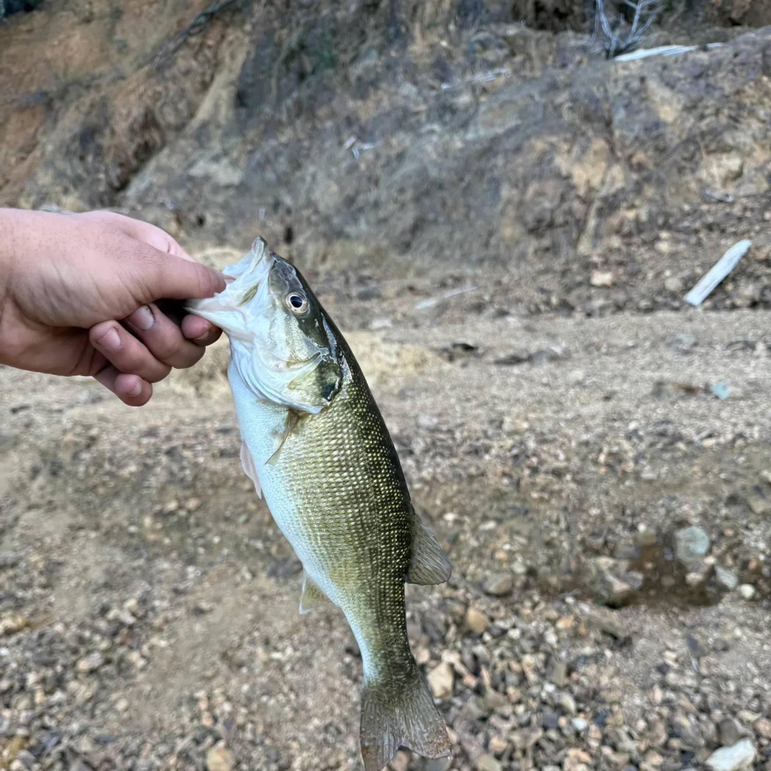 The most recent Spotted bass catches on Fishbrain