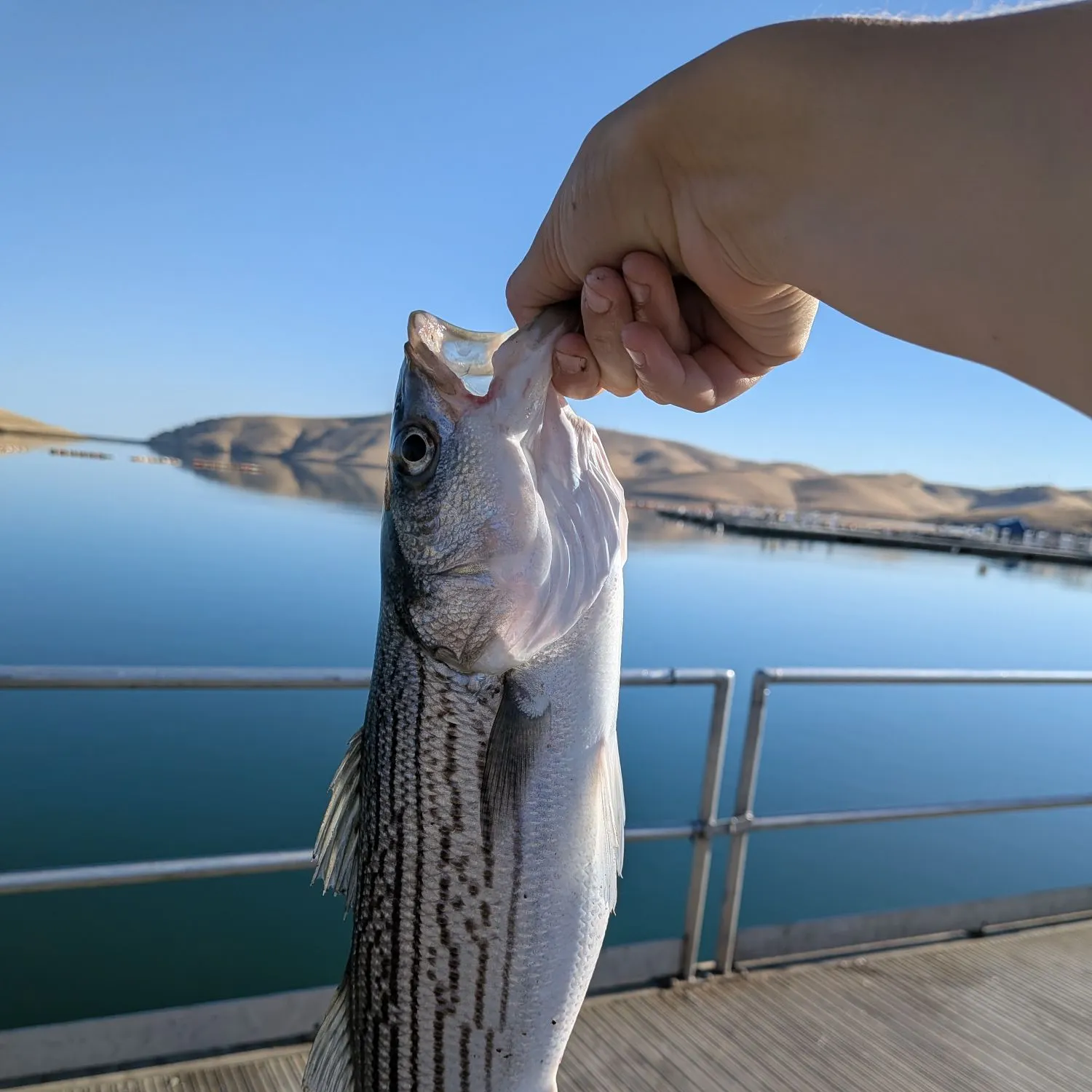 Striped bass caught on Fishbrain