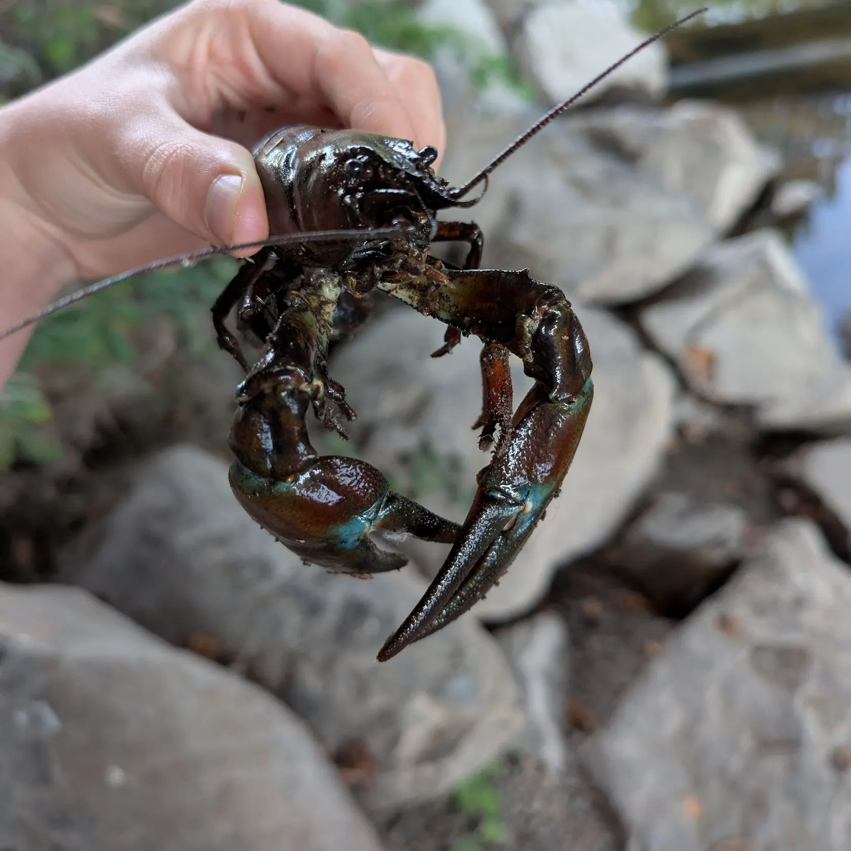 The most recent Virile crayfish catches on Fishbrain