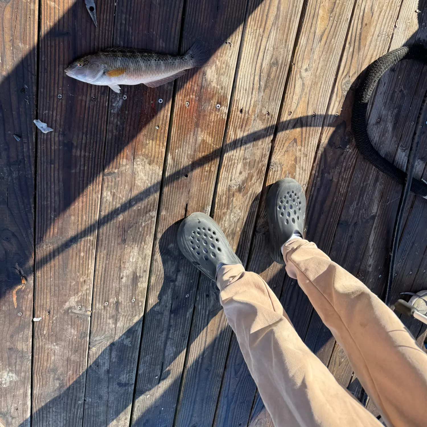 The most recent Bluelashed butterflyfish catches on Fishbrain