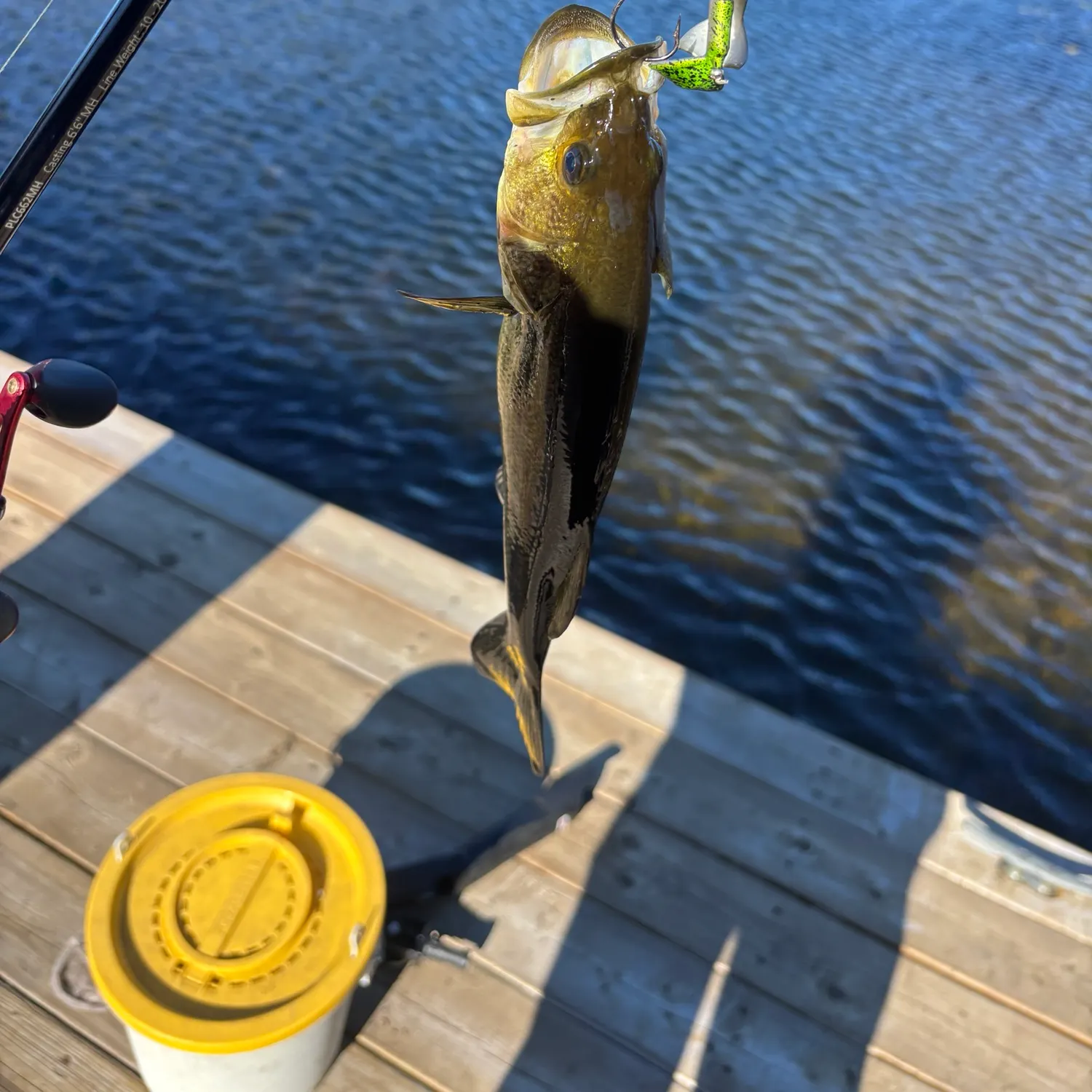 Largemouth bass caught on Fishbrain