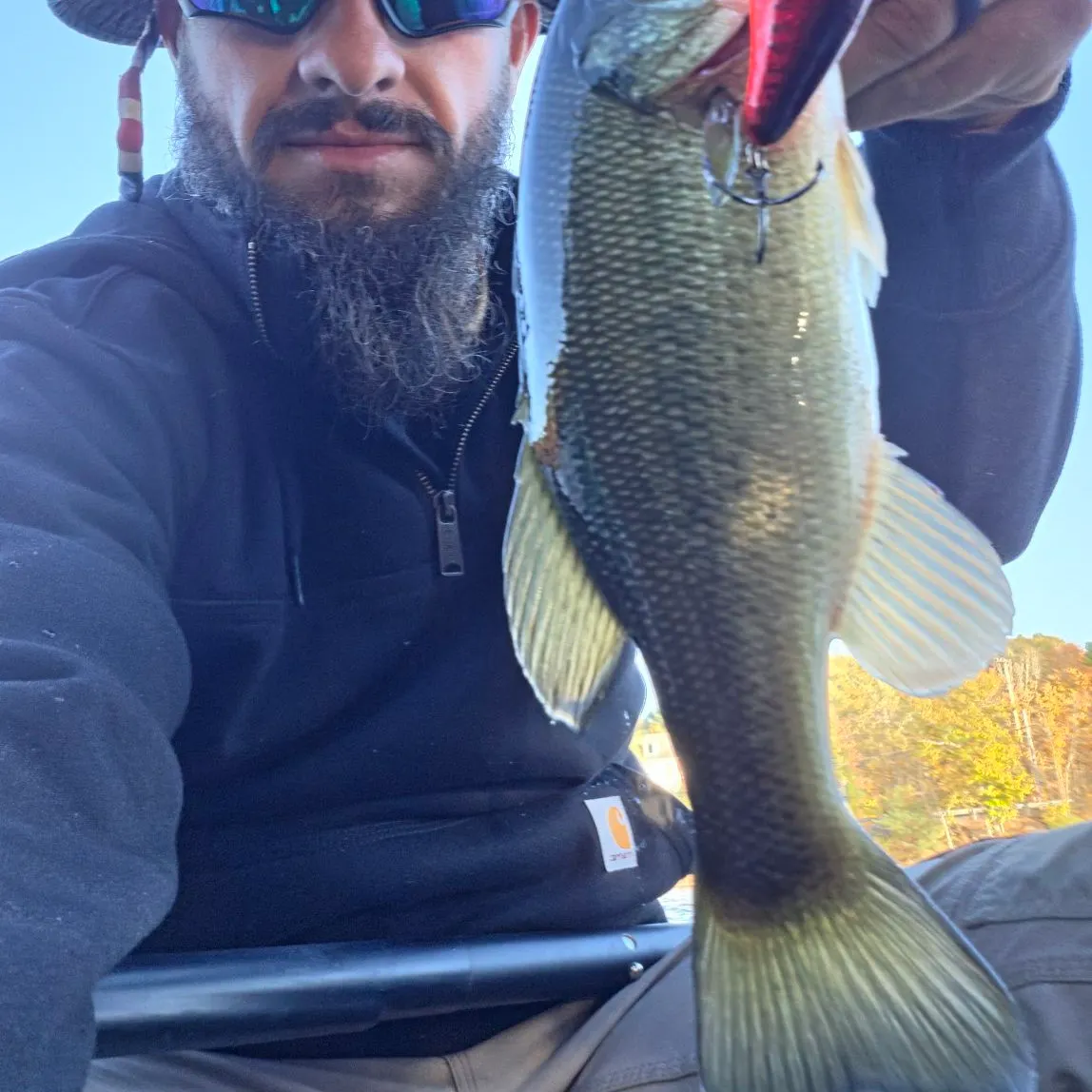 Largemouth bass caught on Fishbrain