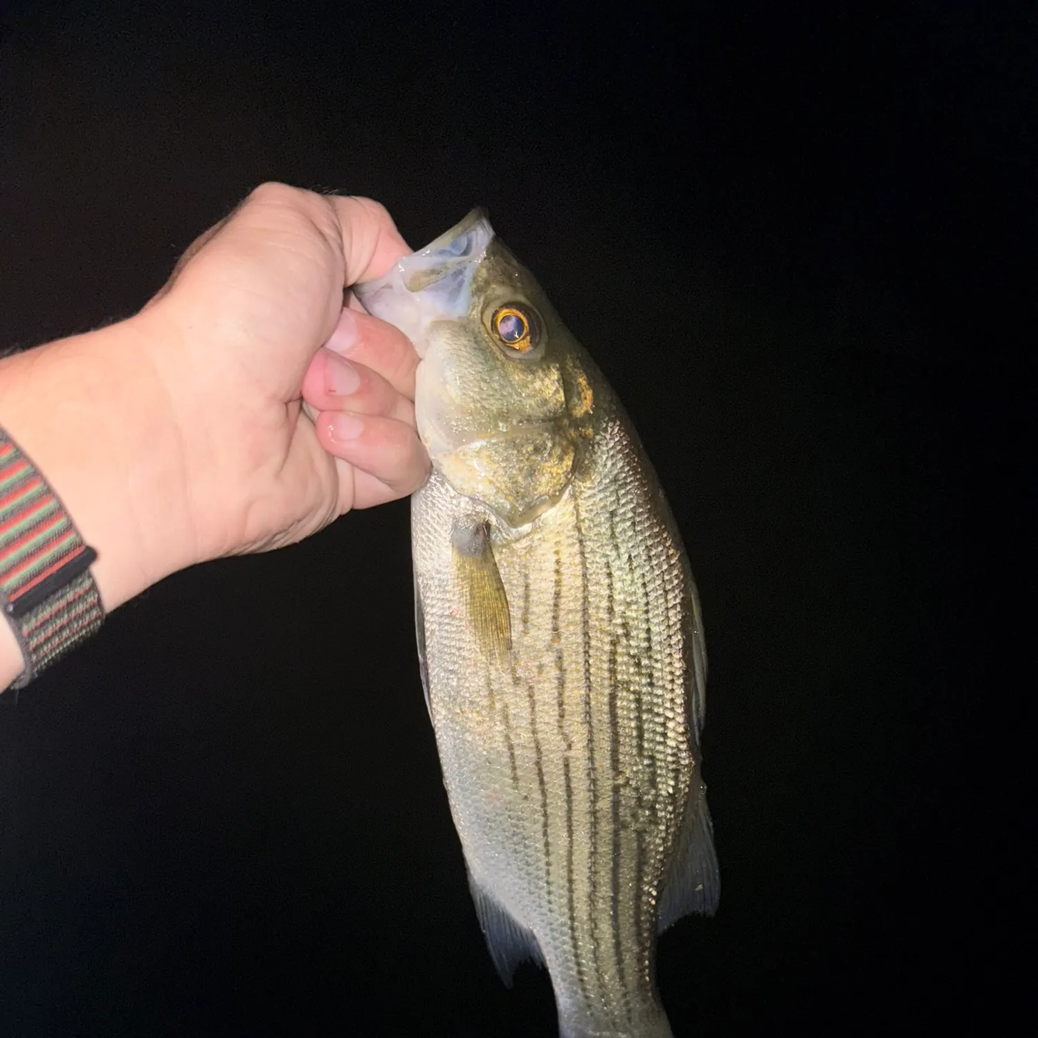 Wiper caught on Fishbrain