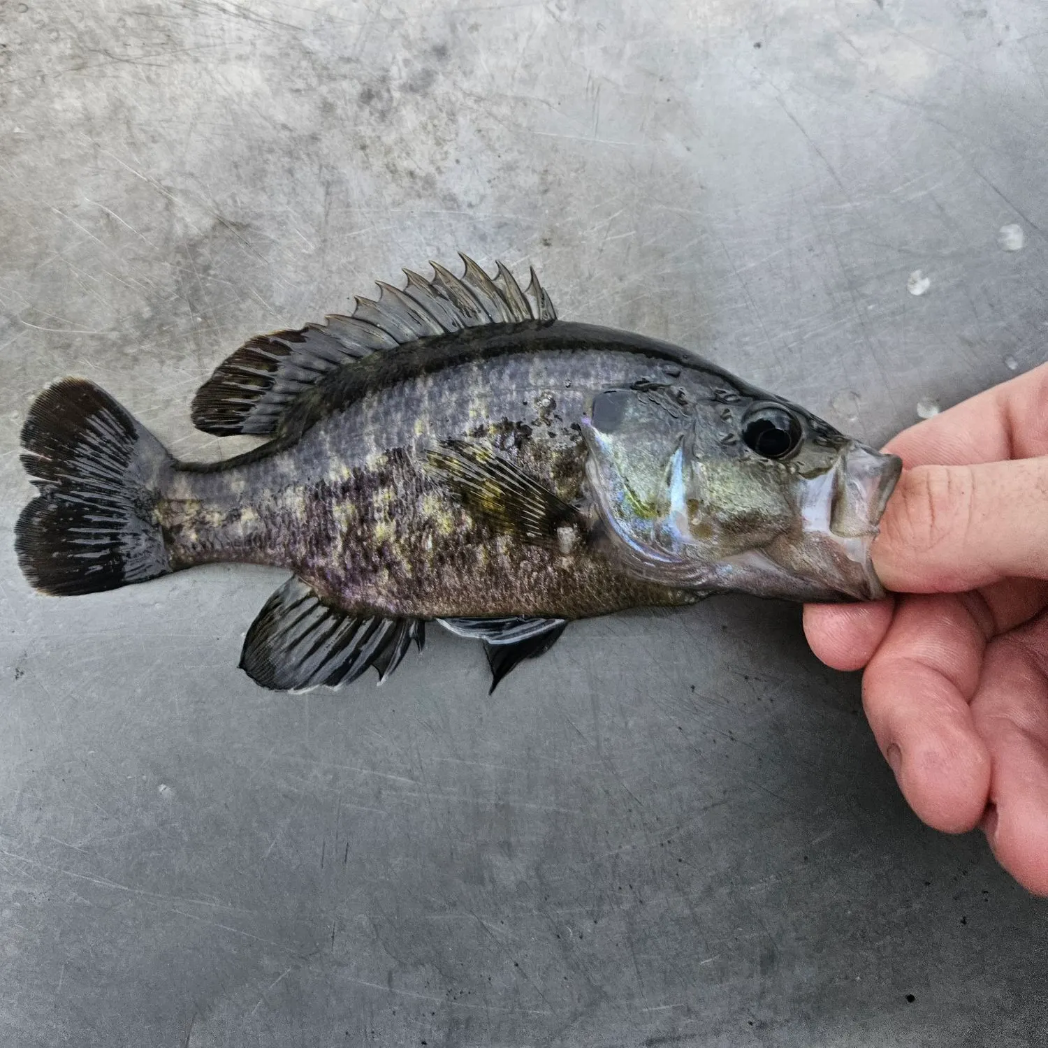 Warmouth caught on Fishbrain