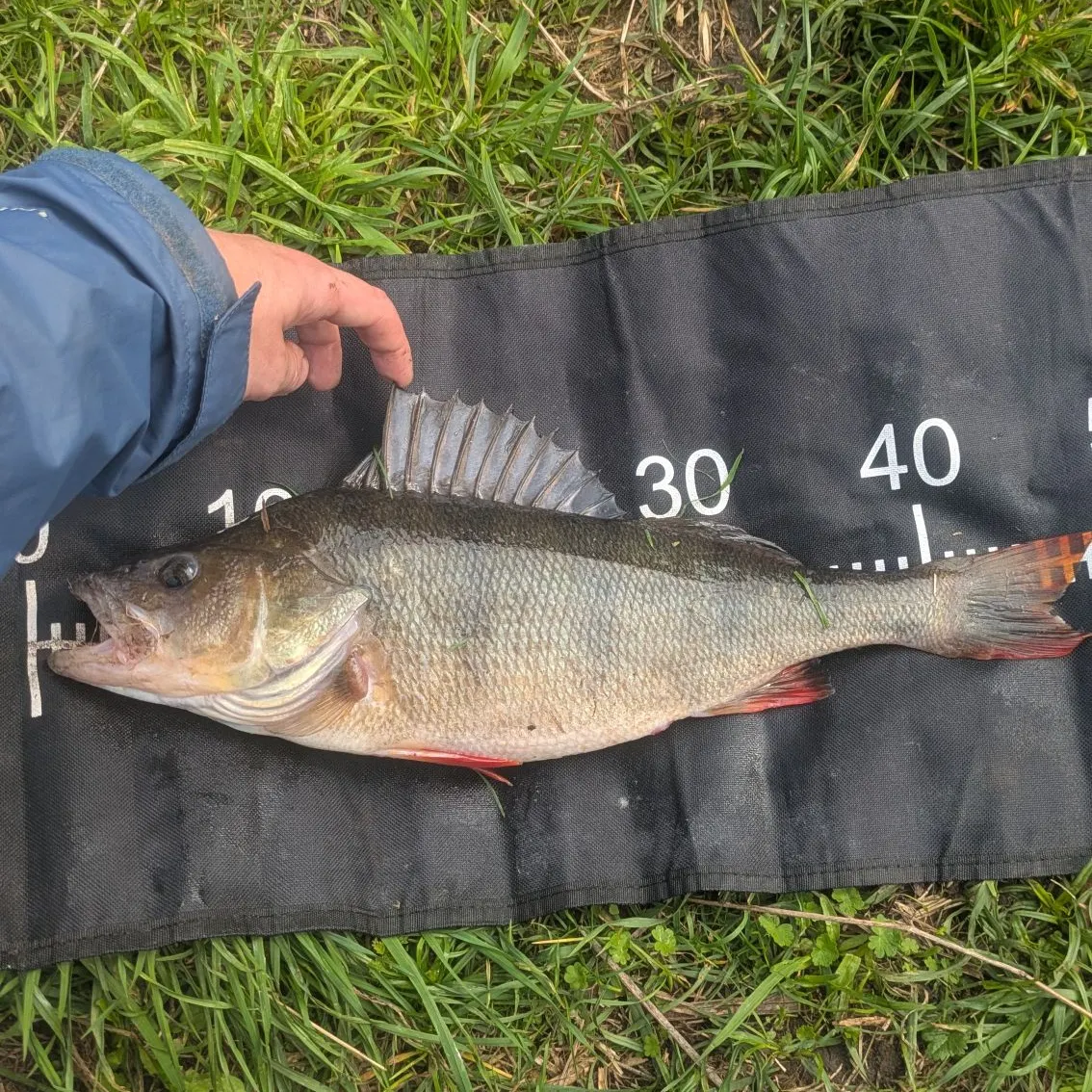 European perch caught on Fishbrain