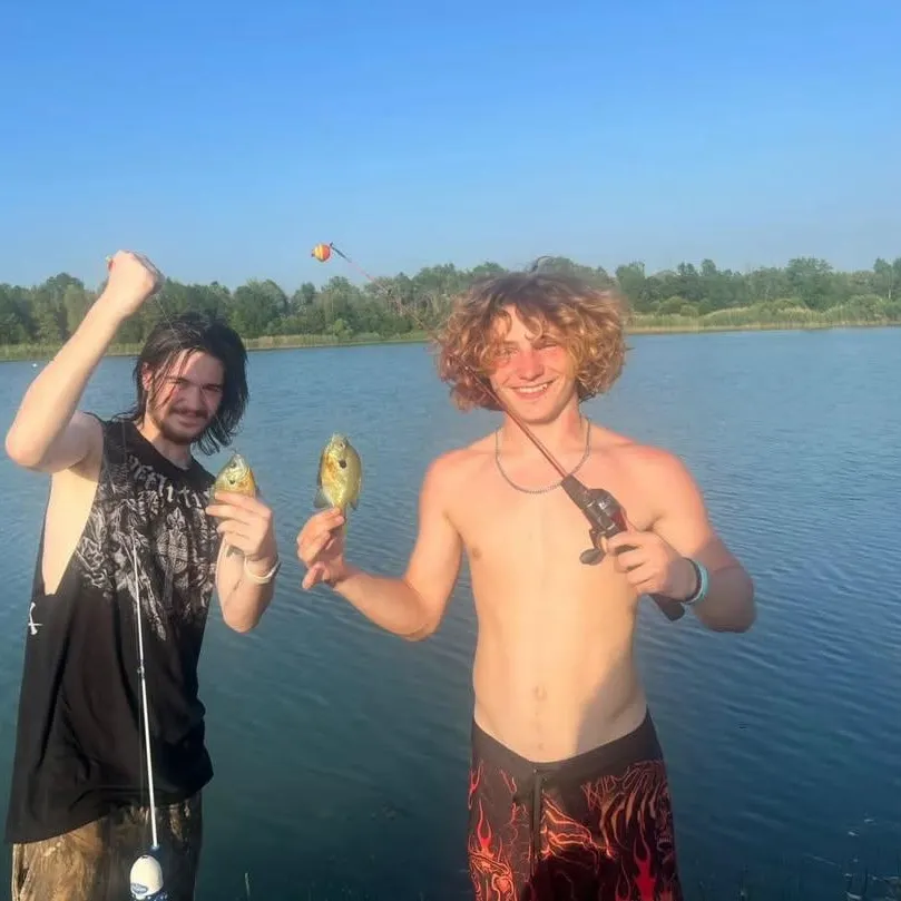 Bluegill caught on Fishbrain