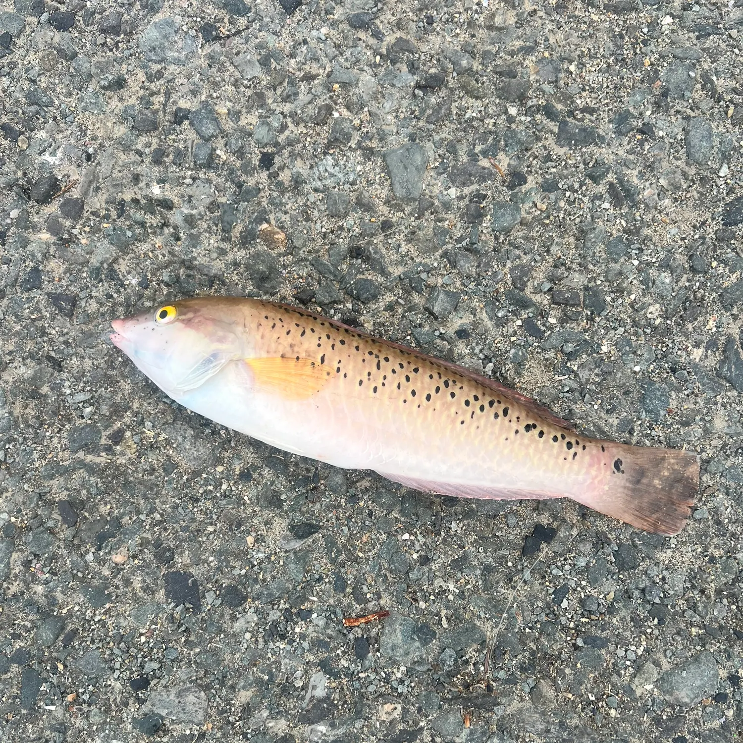 Rock wrasse caught on Fishbrain