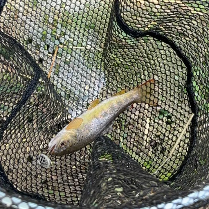 Brown trout caught on Fishbrain