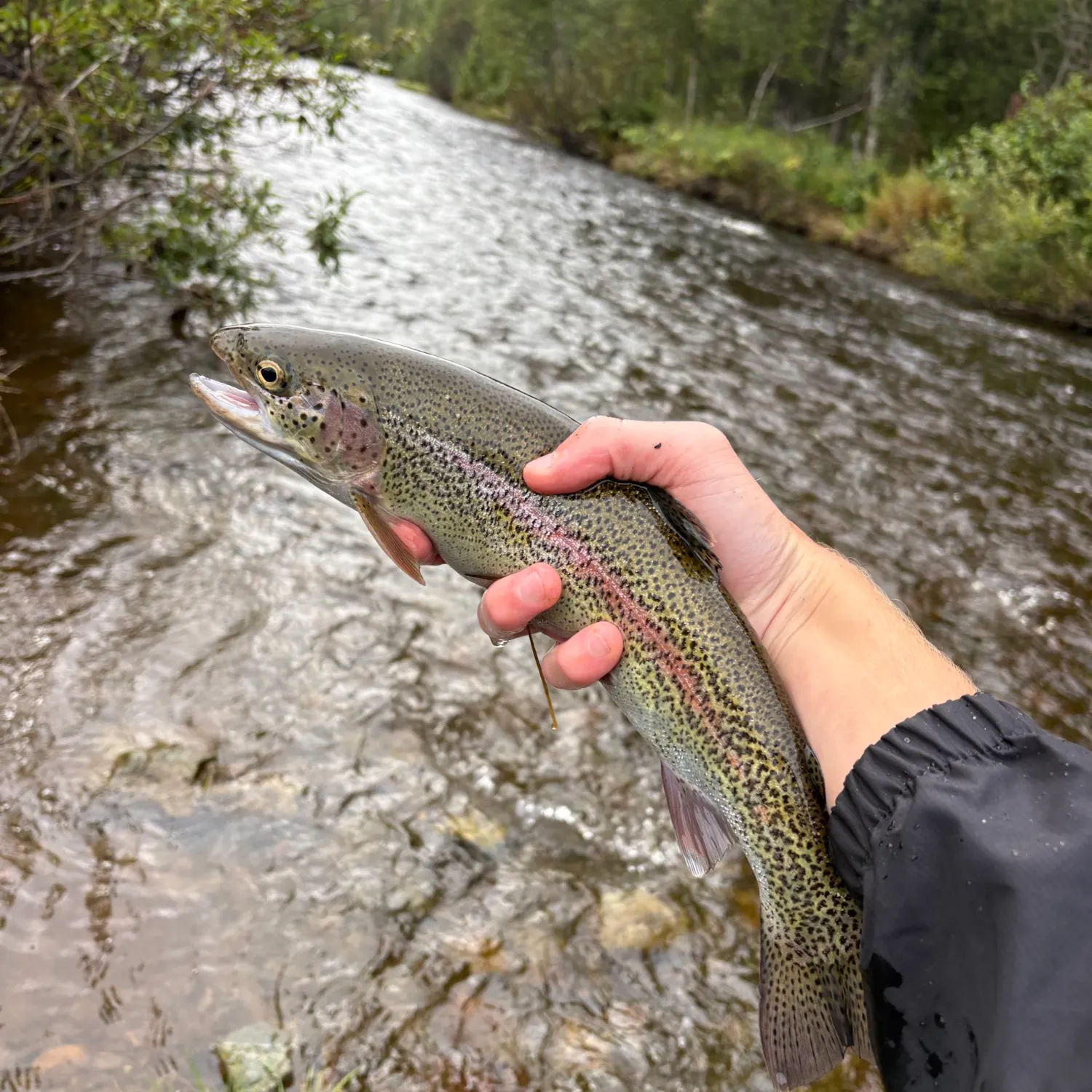 Rainbow trout caught on Fishbrain