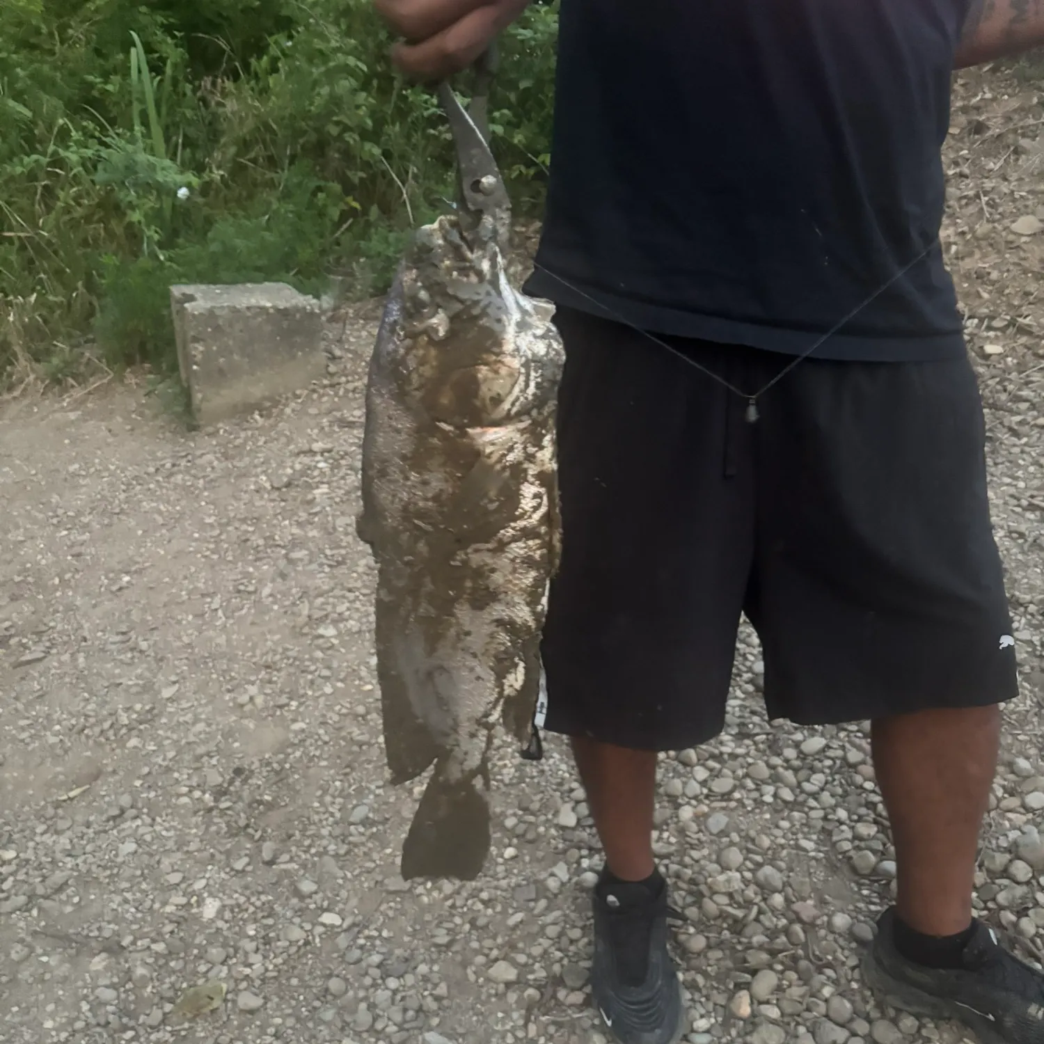 The most recent Sheepshead catches on Fishbrain