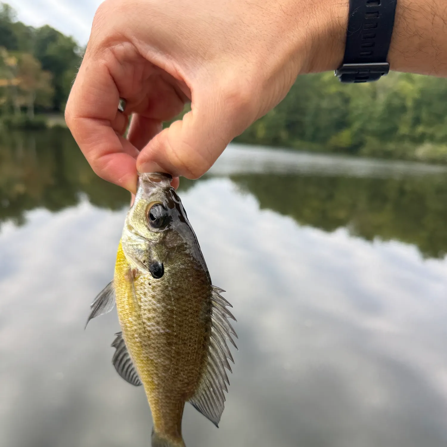 Bluegill caught on Fishbrain