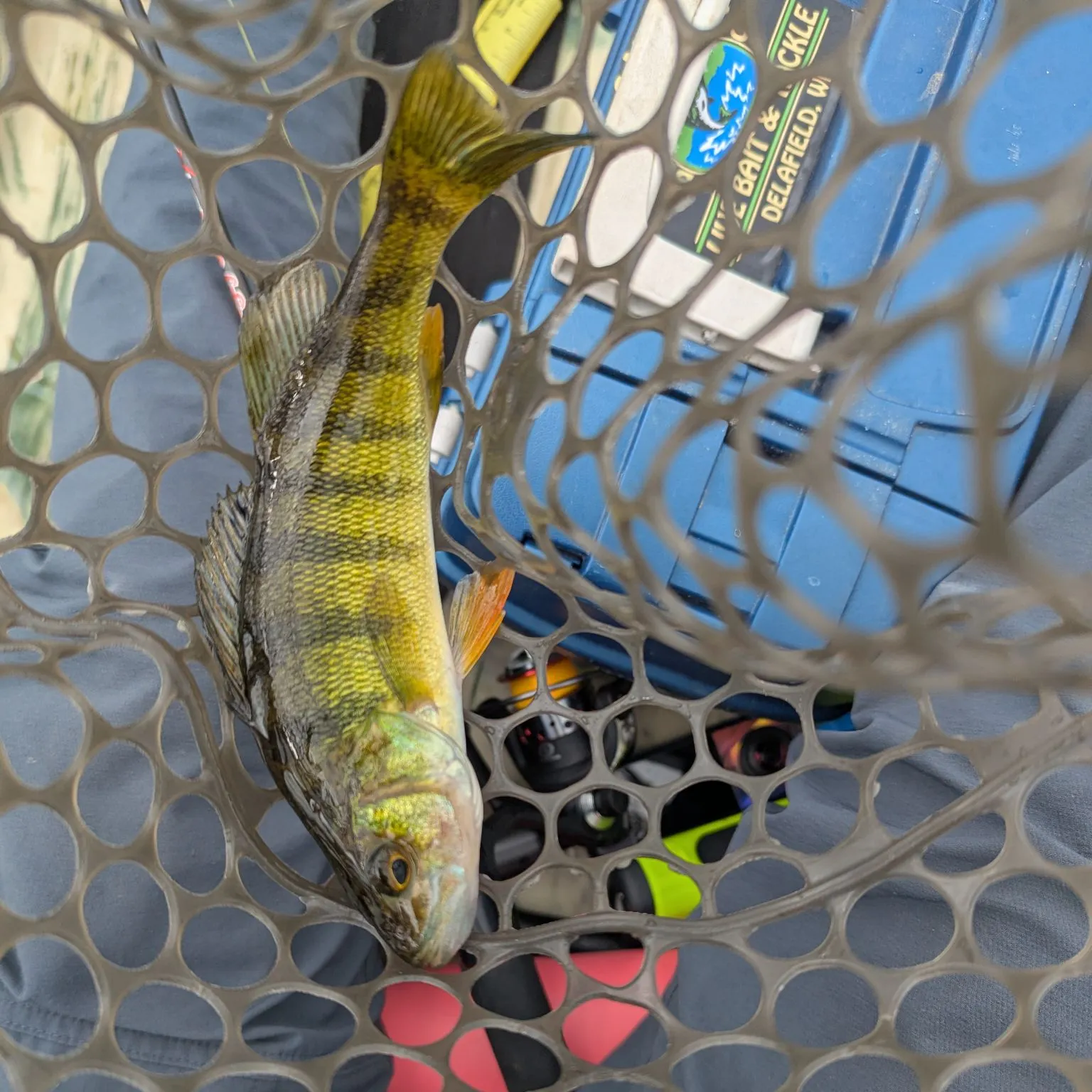 Yellow perch caught on Fishbrain