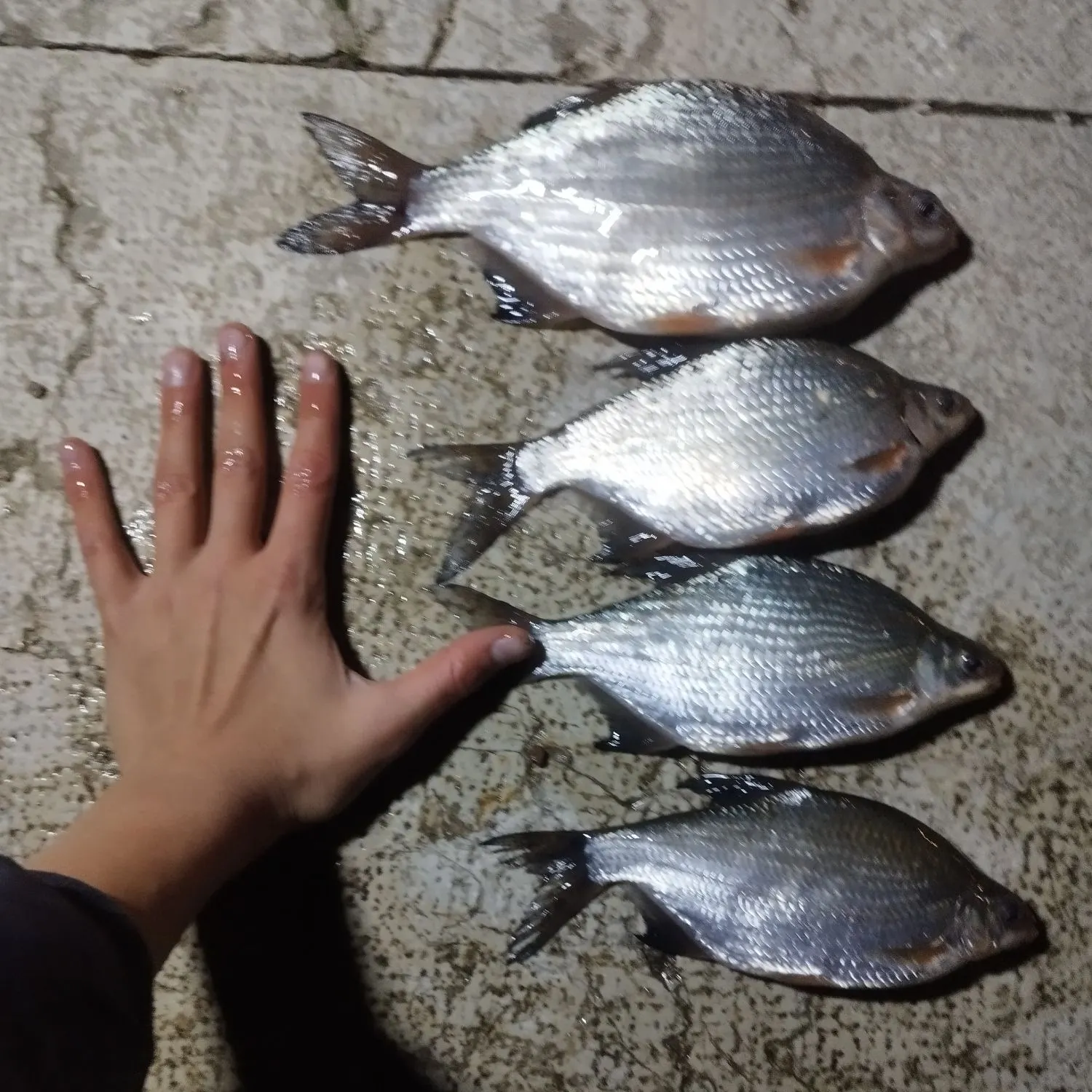 recently logged catches