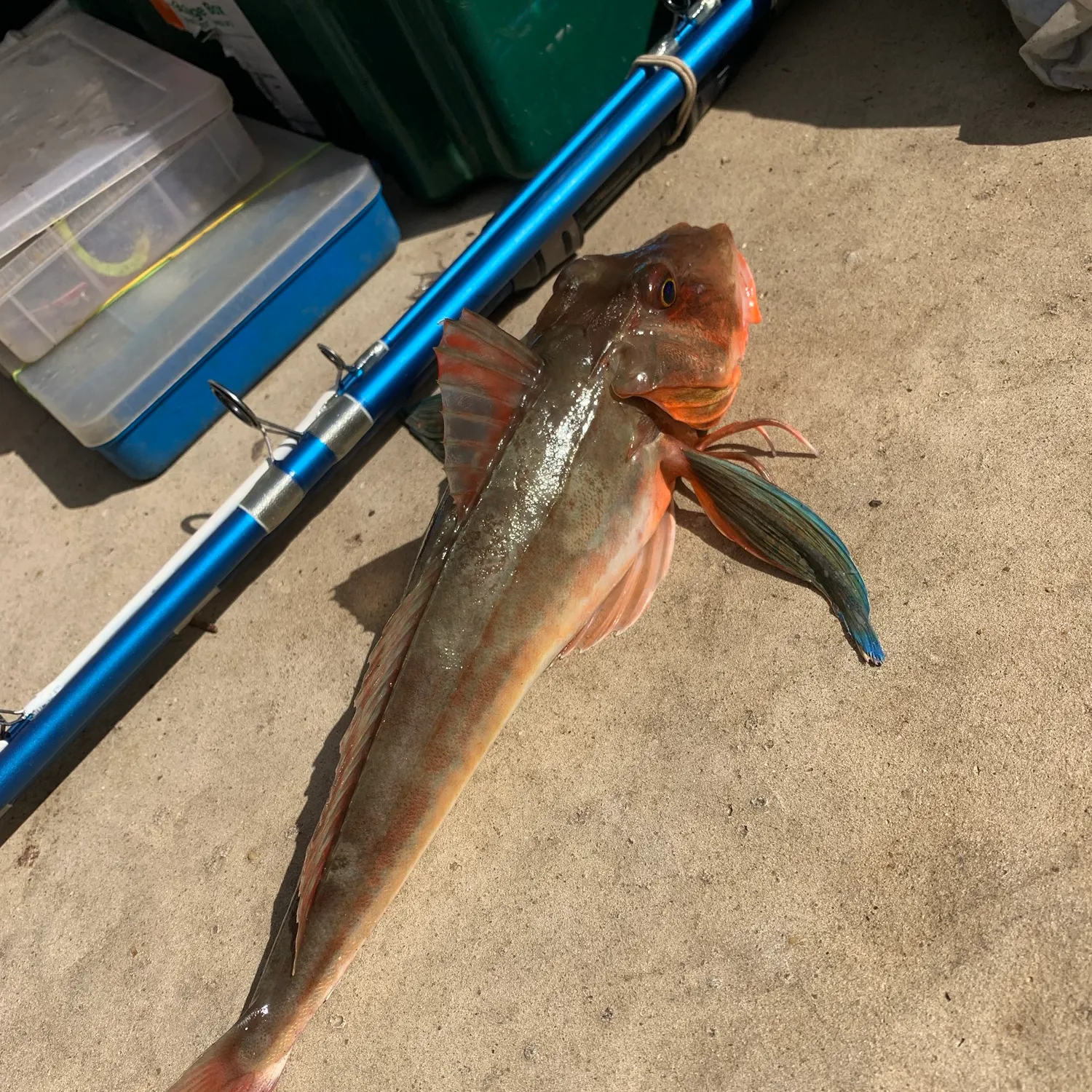 The most recent Tub gurnard catches on Fishbrain