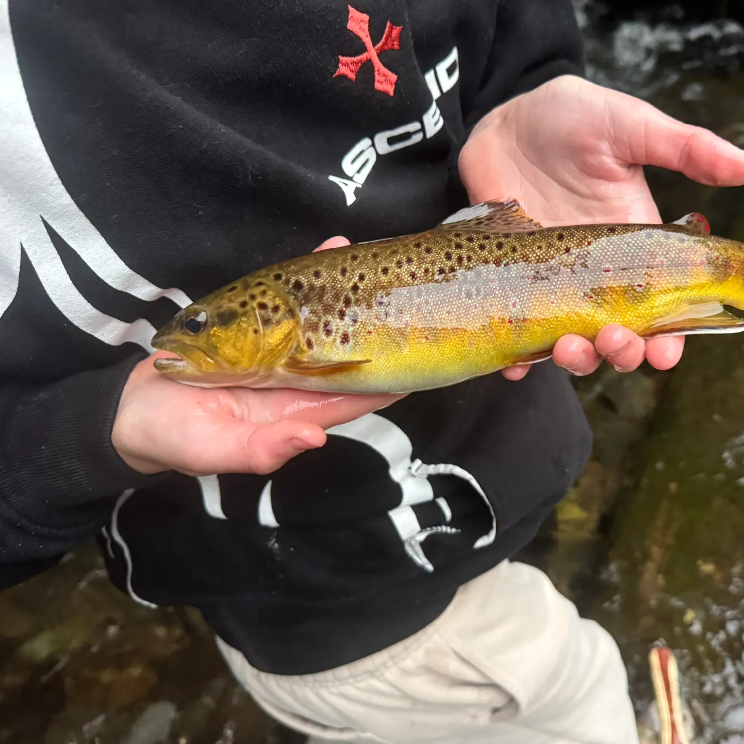 Brown trout caught on Fishbrain