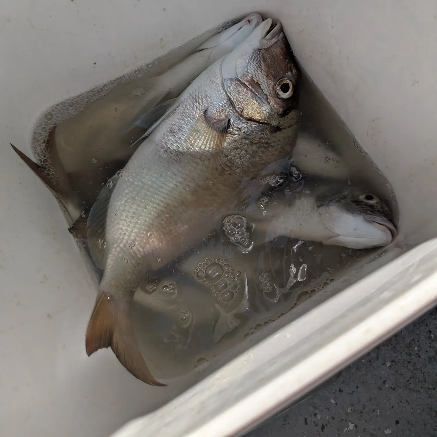 The most recent Pacific porgy catches on Fishbrain