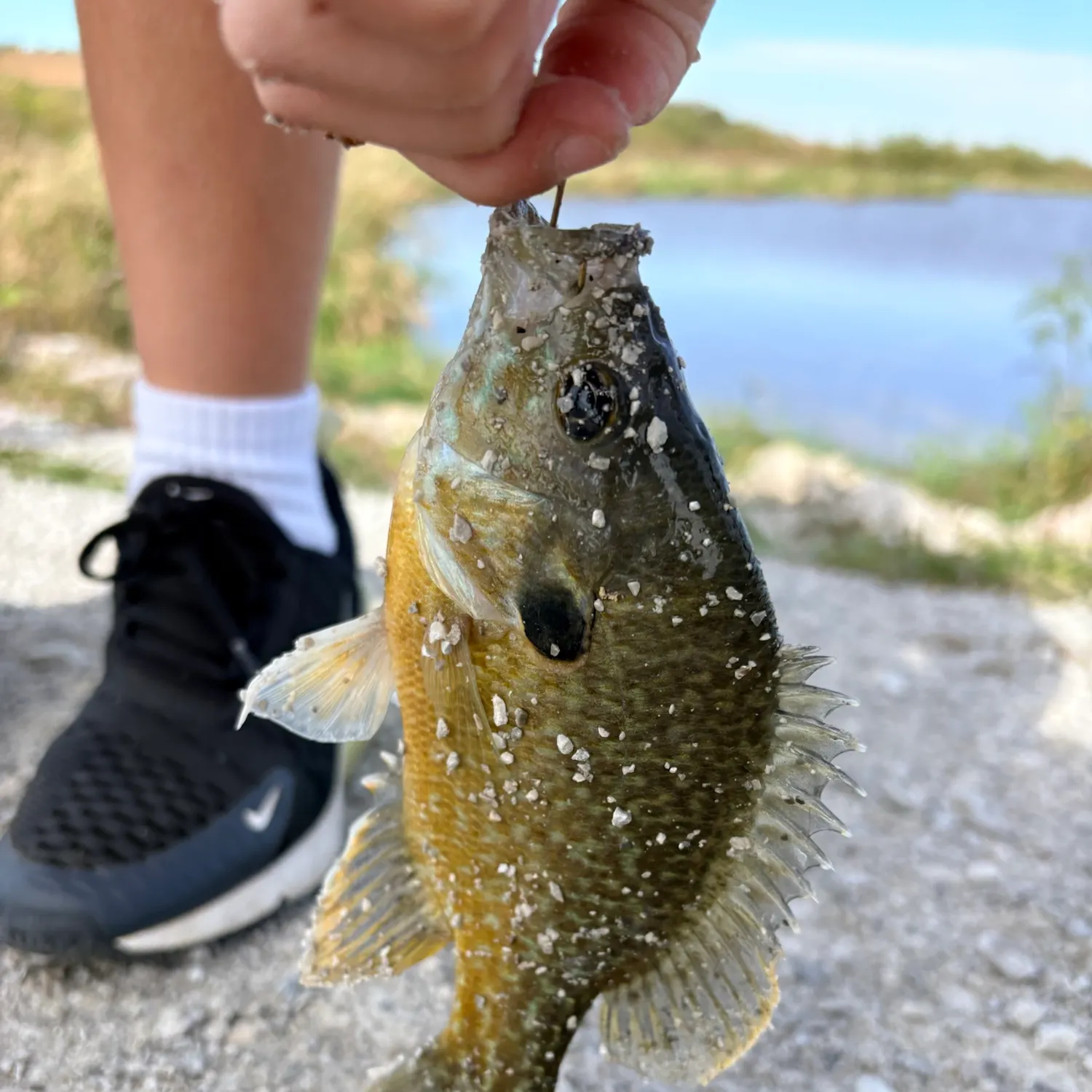 Bluegill caught on Fishbrain