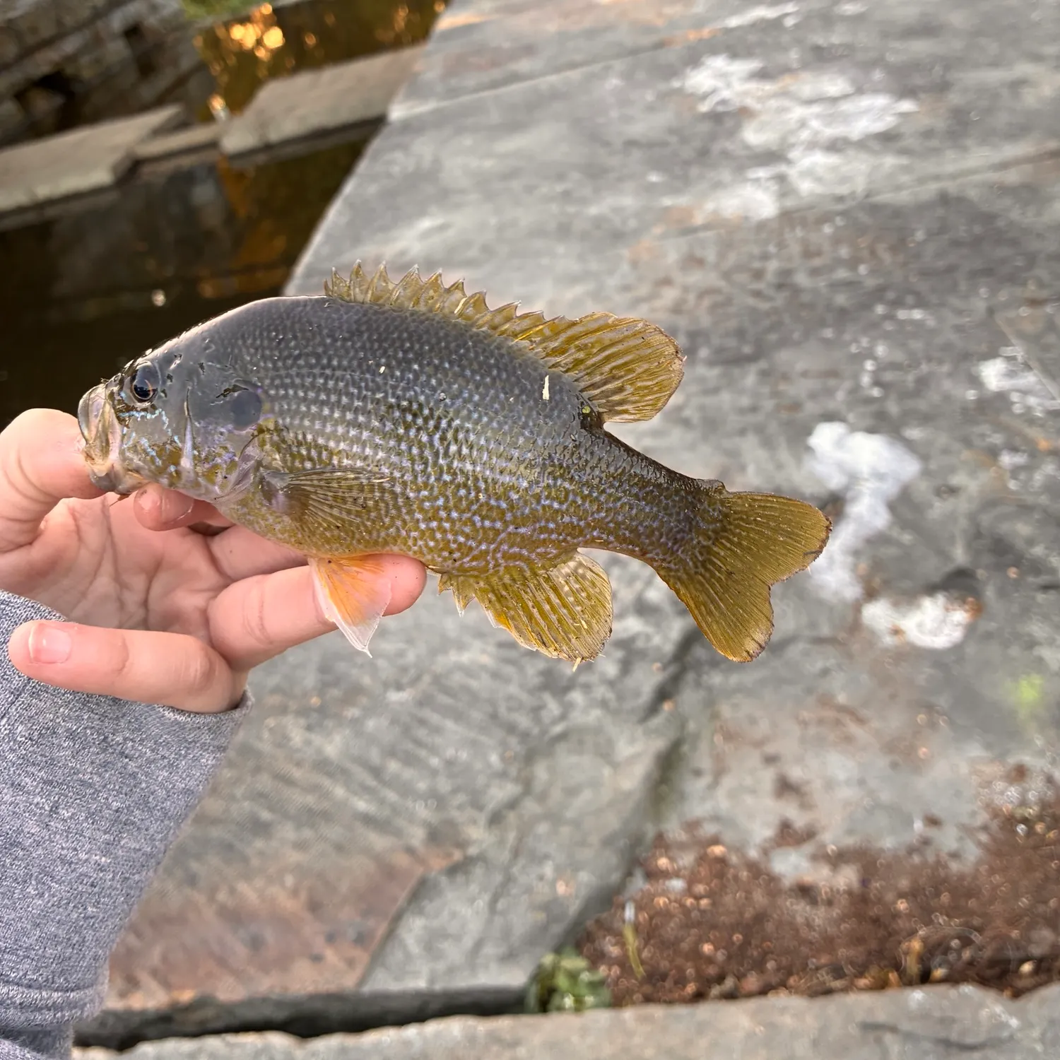 Green sunfish caught on Fishbrain
