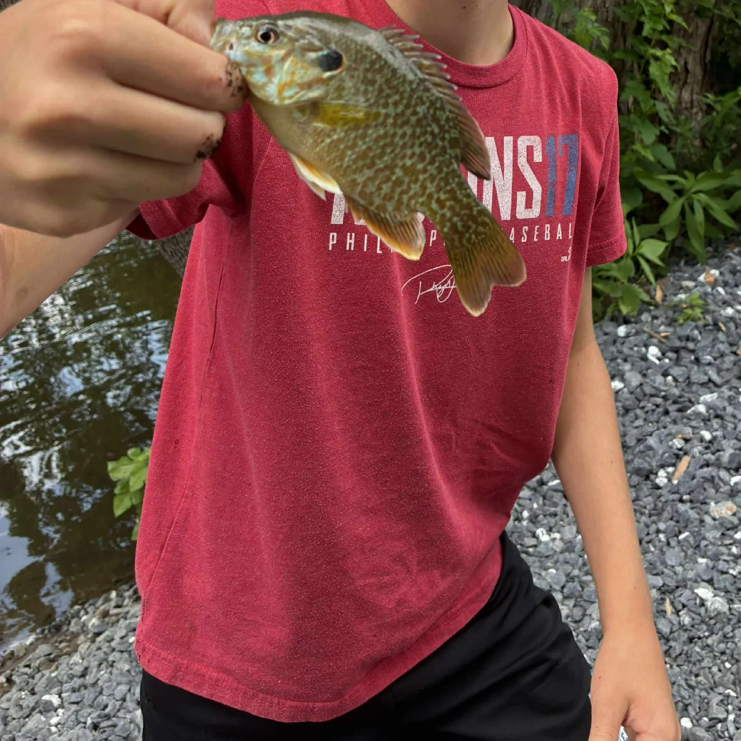 The most recent Pumpkinseed catches on Fishbrain