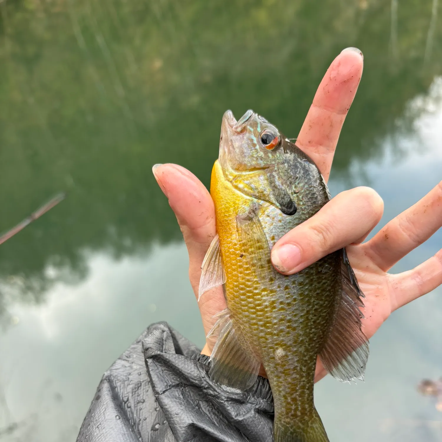 The most recent Longear sunfish catches on Fishbrain