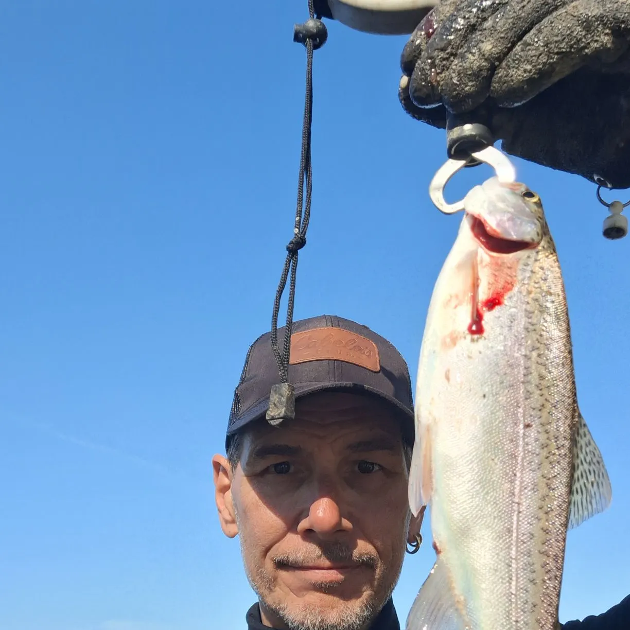 Rainbow trout caught on Fishbrain
