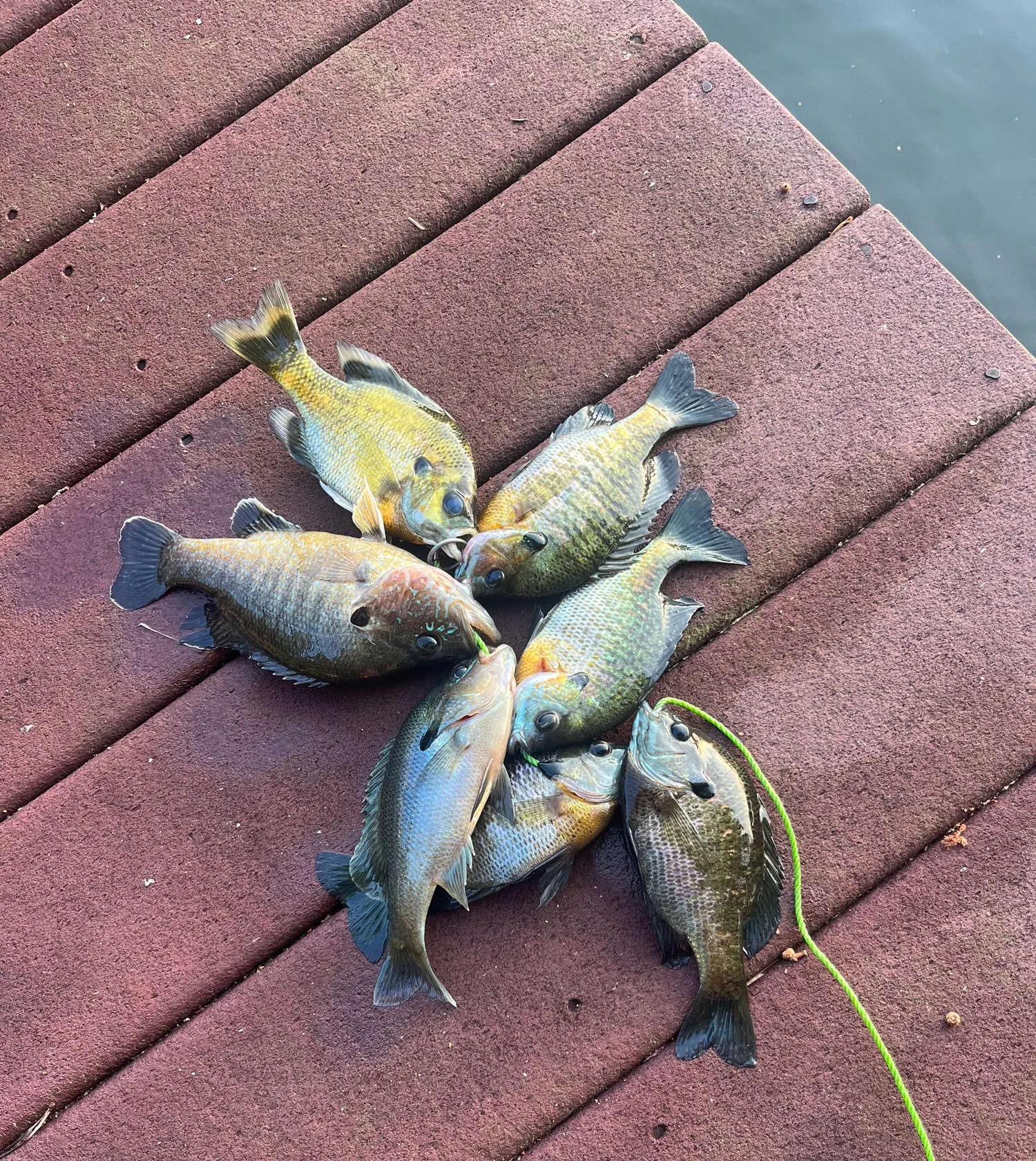 recently logged catches