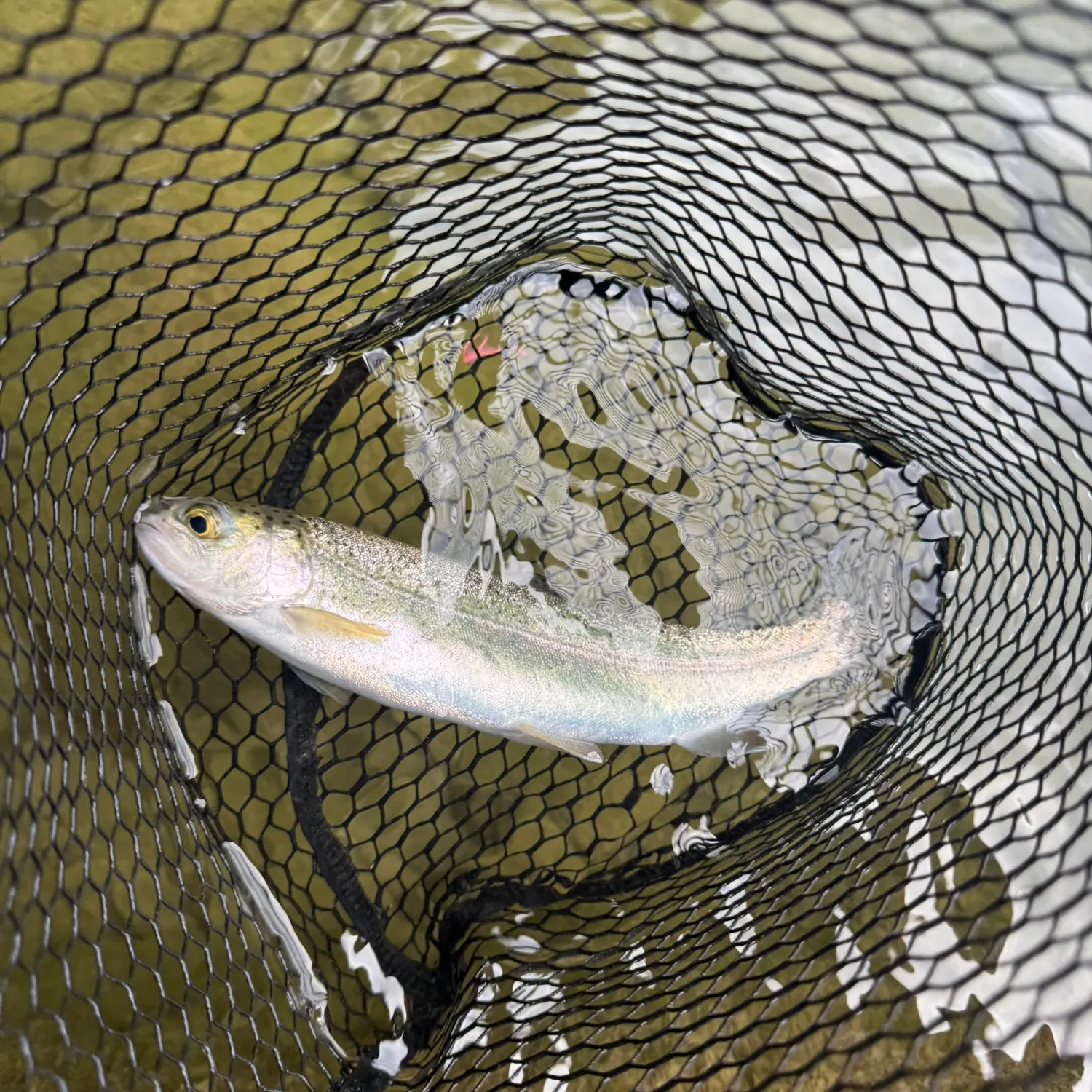 Rainbow trout caught on Fishbrain