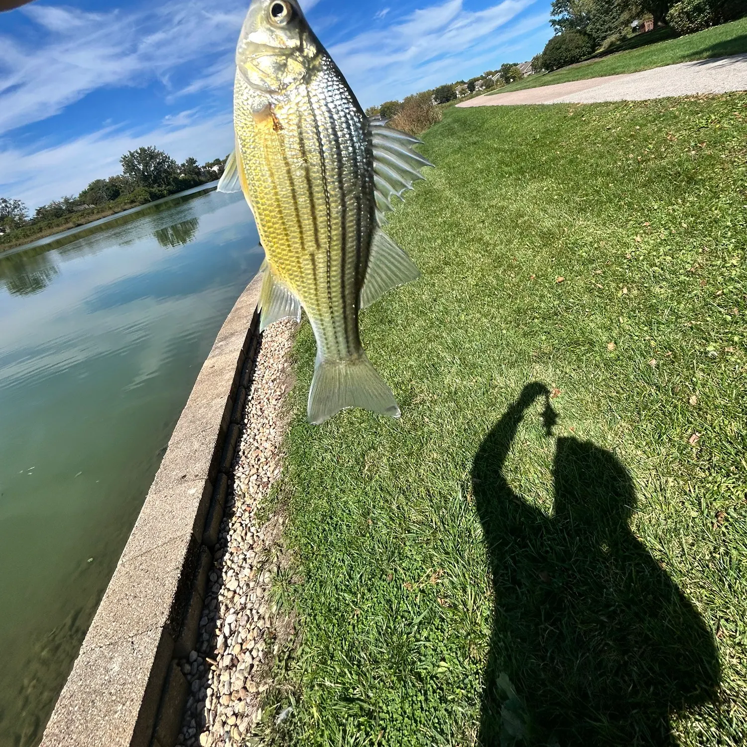 Yellow bass caught on Fishbrain