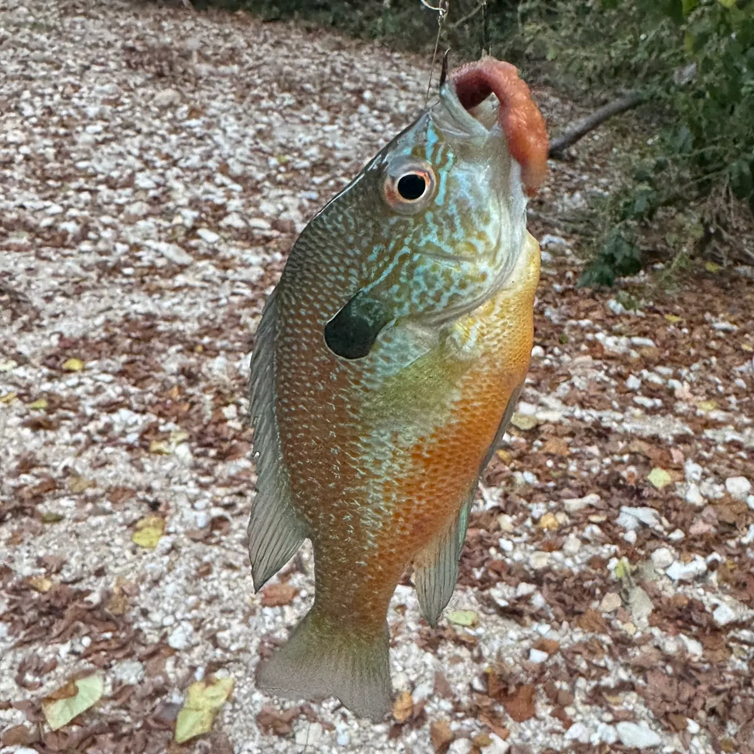 The most recent Longear sunfish catches on Fishbrain