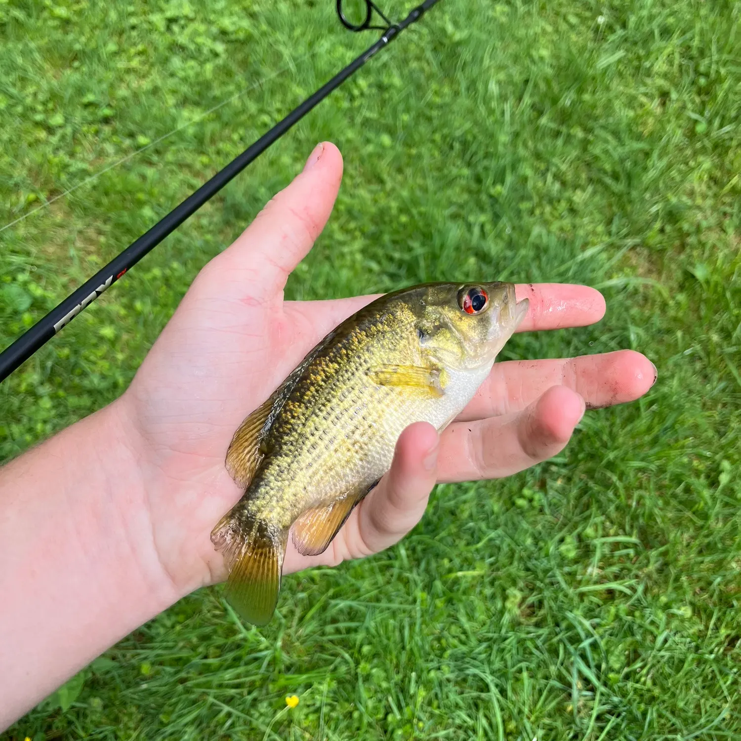 The most recent Rock bass catches on Fishbrain