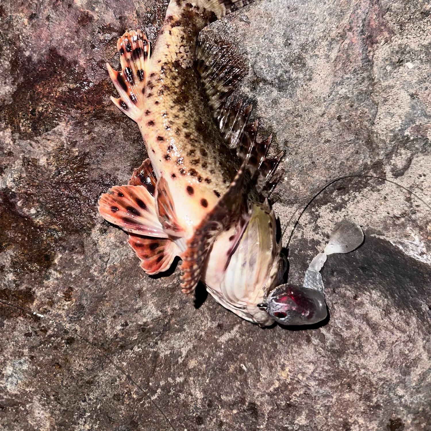 California scorpionfish caught on Fishbrain