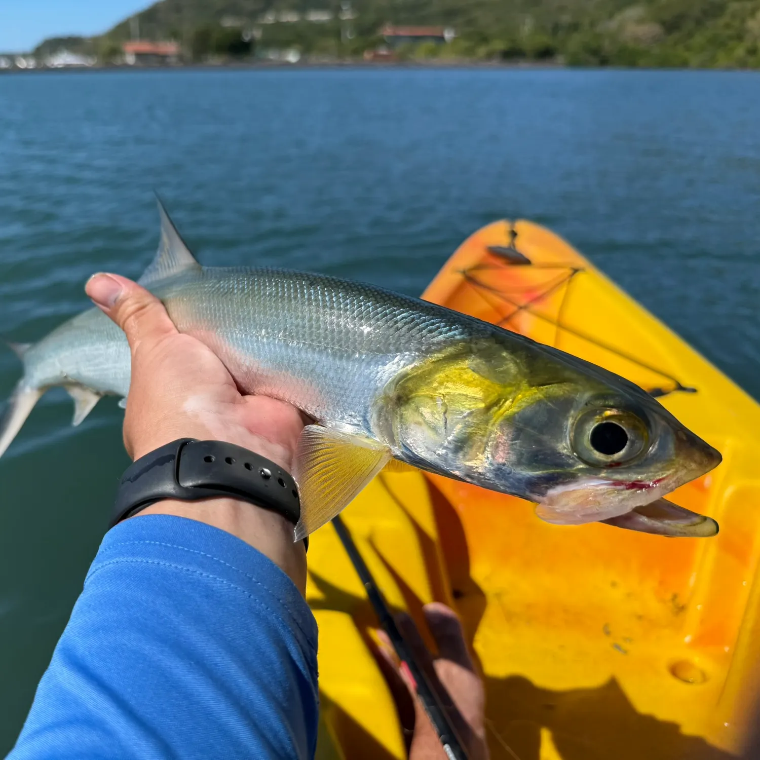 The most recent Permit catches on Fishbrain