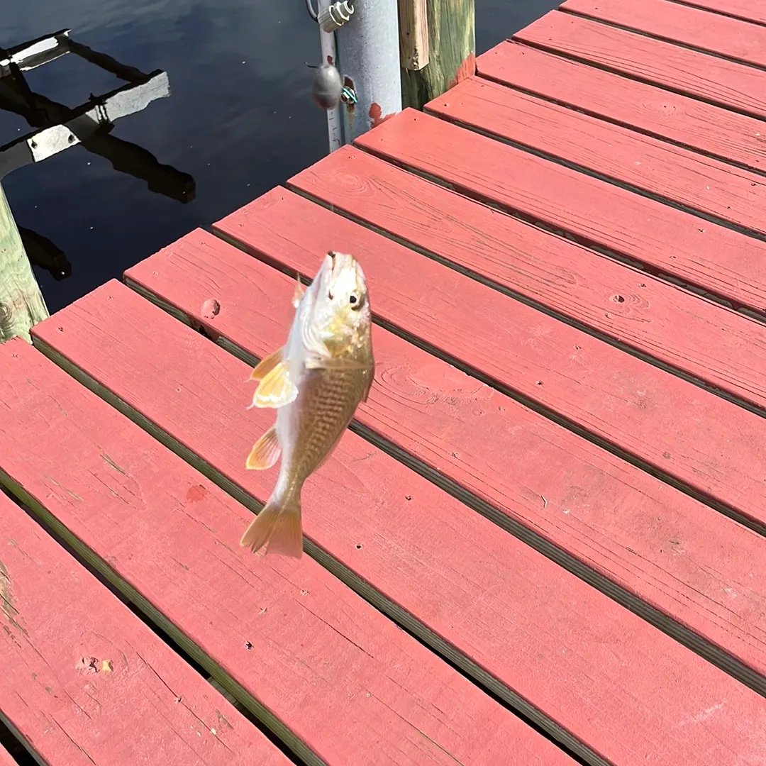 Atlantic croaker caught on Fishbrain