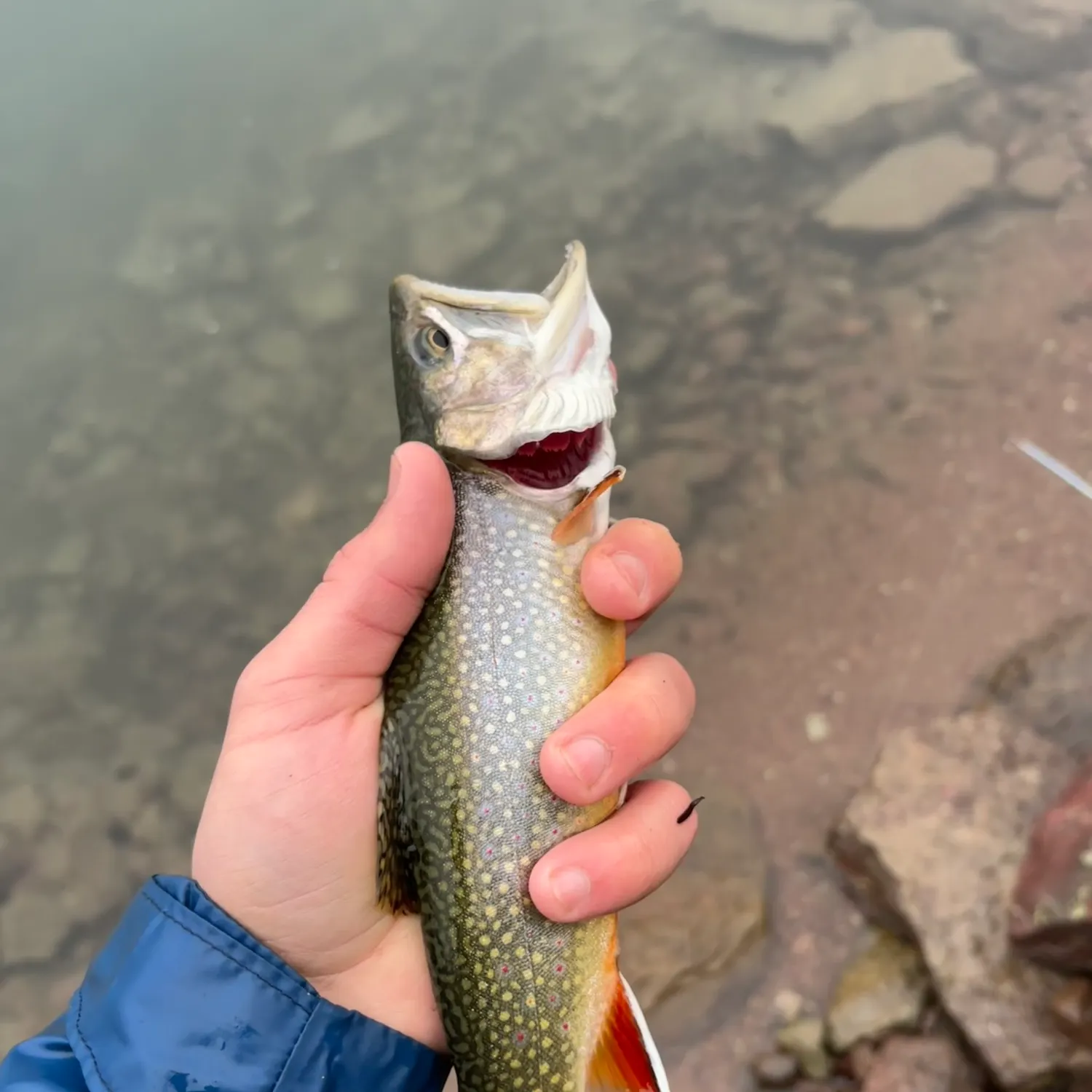Brook trout caught on Fishbrain